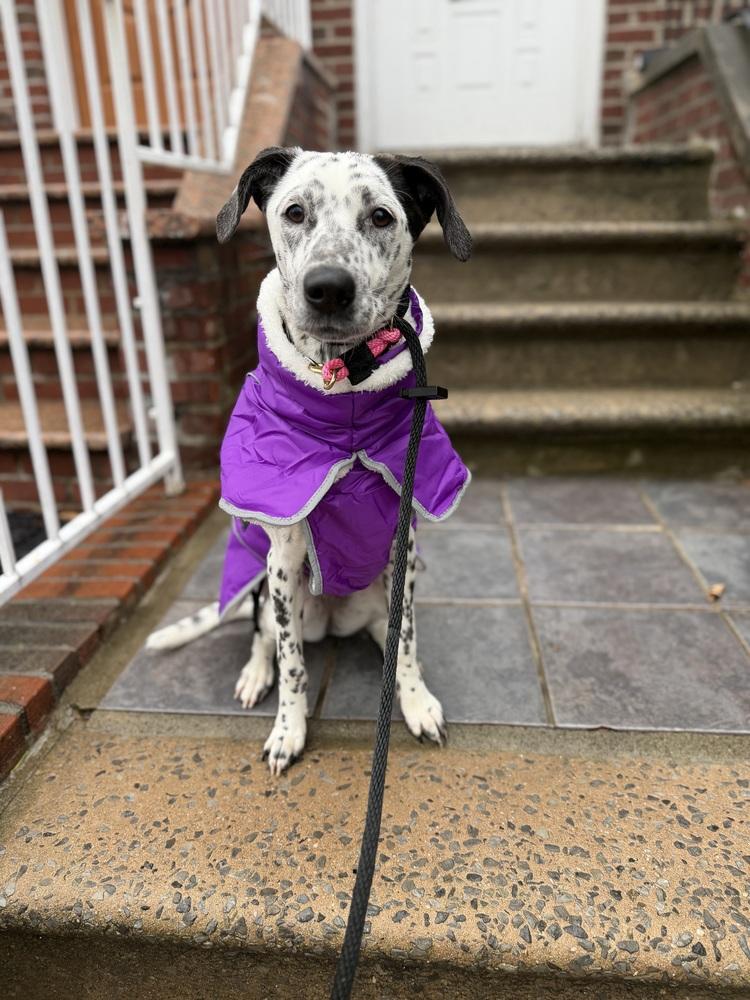 Enlarge Celine, a Adoptable Dalmatian in Long Island City, NY image 3/6