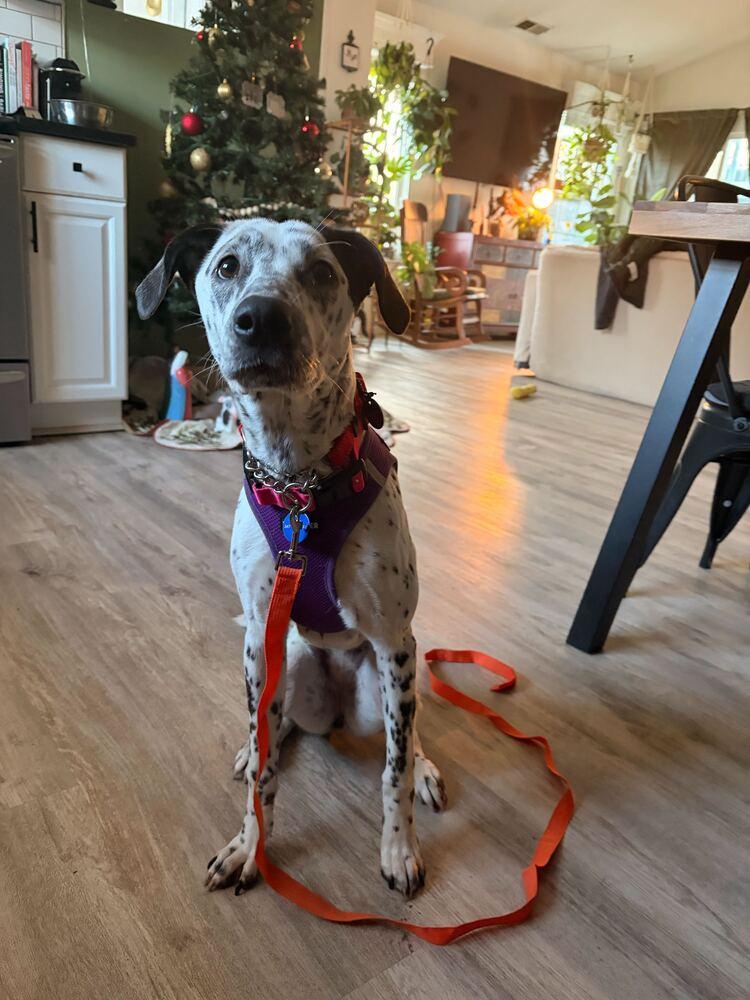 Enlarge Celine, a Adoptable Dalmatian in Long Island City, NY image 4/6