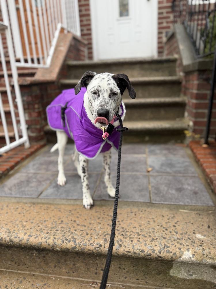 Enlarge Celine, a Adoptable Dalmatian in Long Island City, NY image 5/6