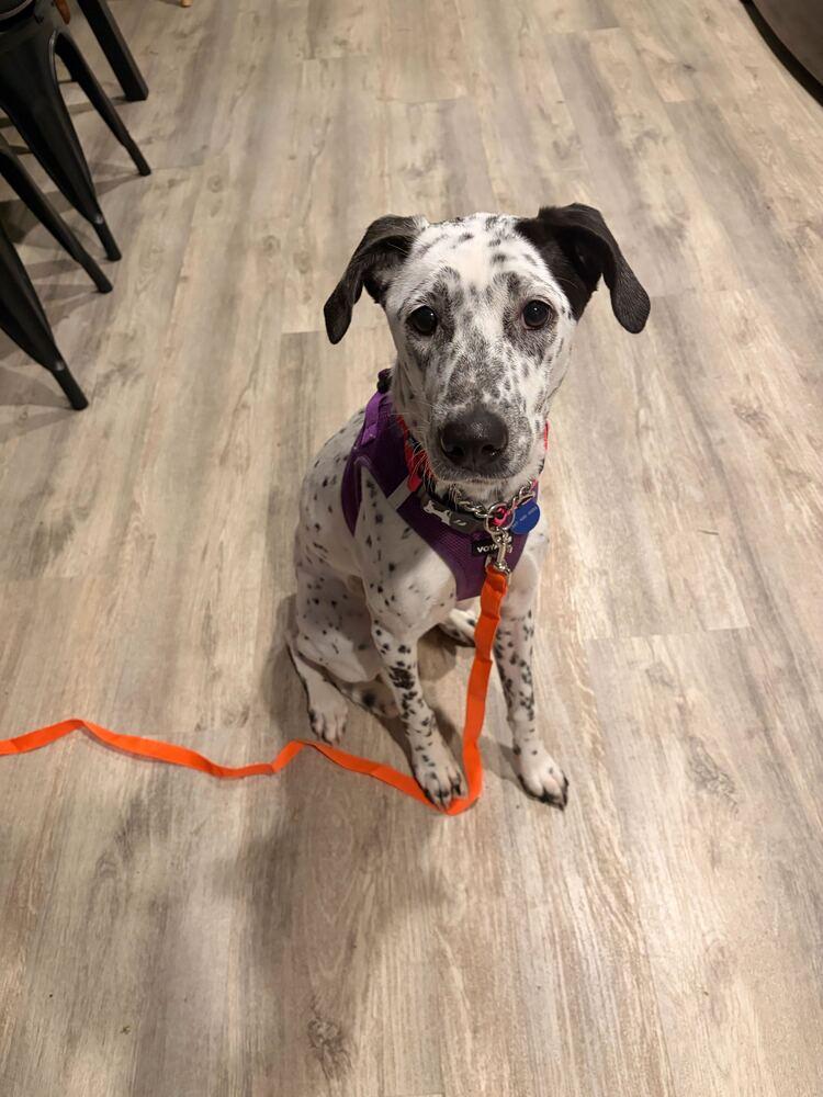 Enlarge Celine, a Adoptable Dalmatian in Long Island City, NY image 6/6