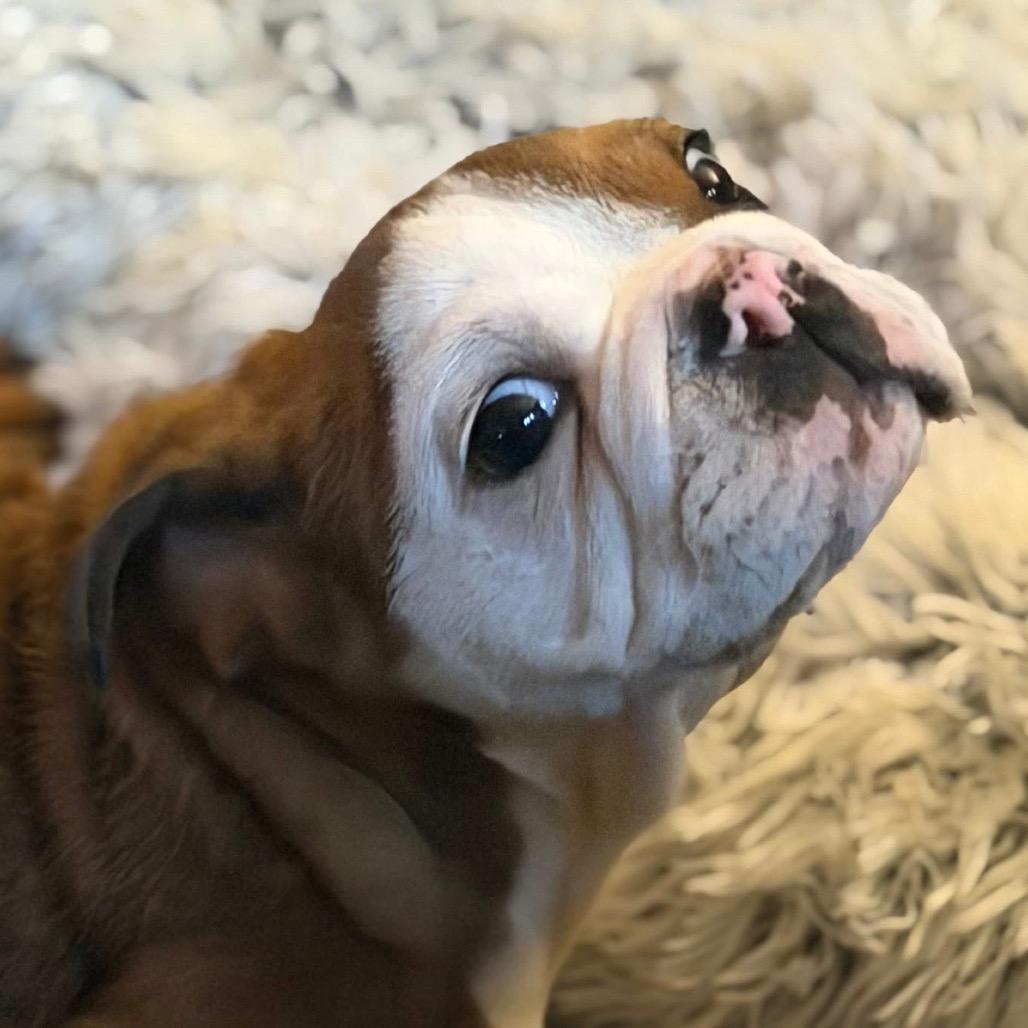 Enlarge Bowser, a Adoptable English Bulldog in Huber Heights, OH image 1/5