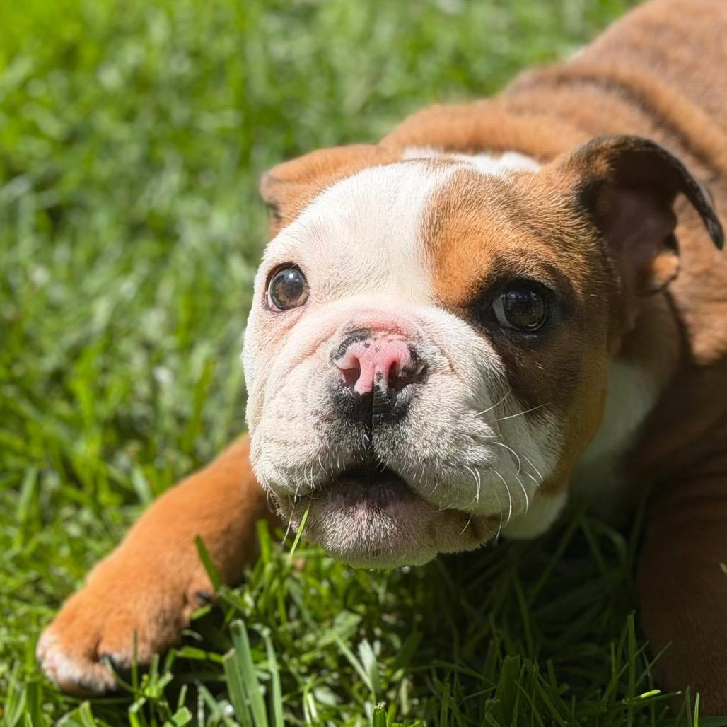 Enlarge Bowser, a Adoptable English Bulldog in Huber Heights, OH image 2/5