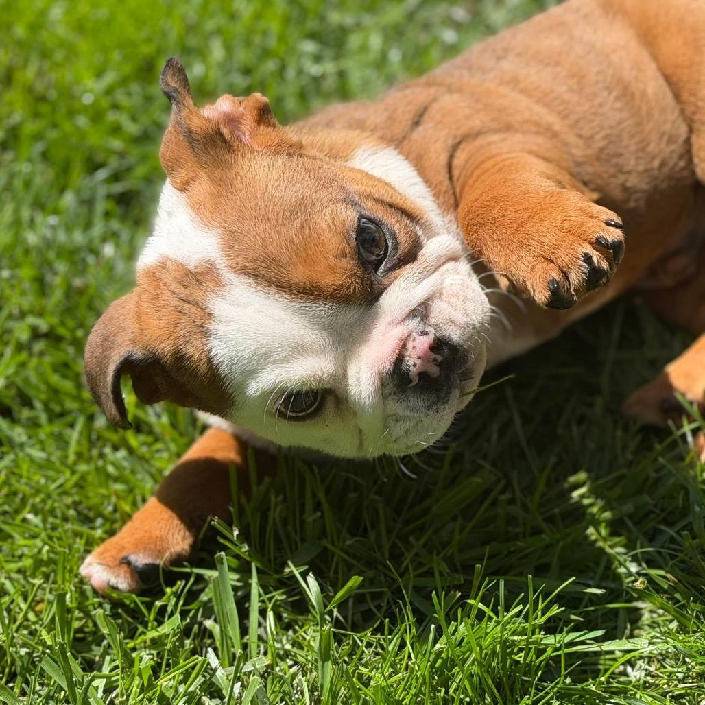 Enlarge Bowser, a Adoptable English Bulldog in Huber Heights, OH image 3/5