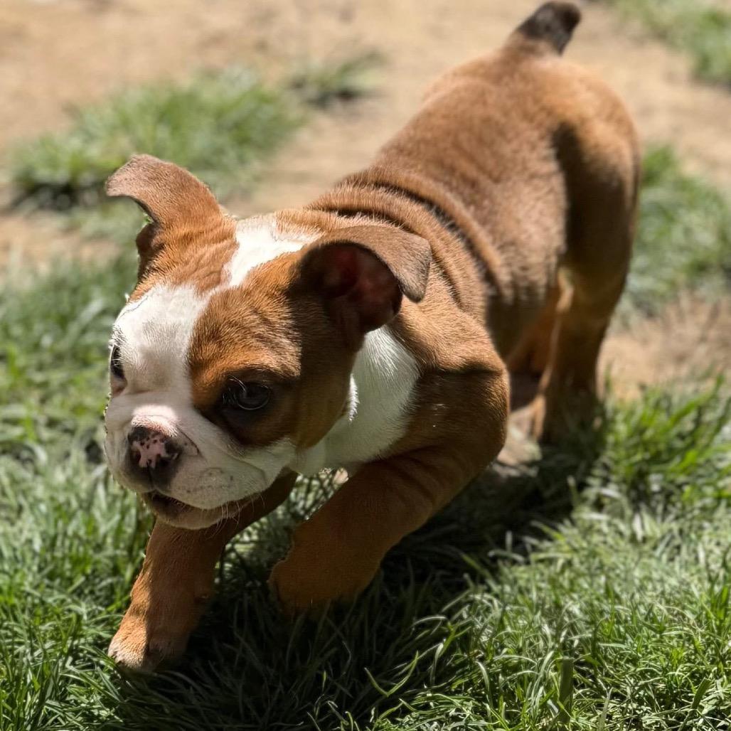 Enlarge Bowser, a Adoptable English Bulldog in Huber Heights, OH image 4/5