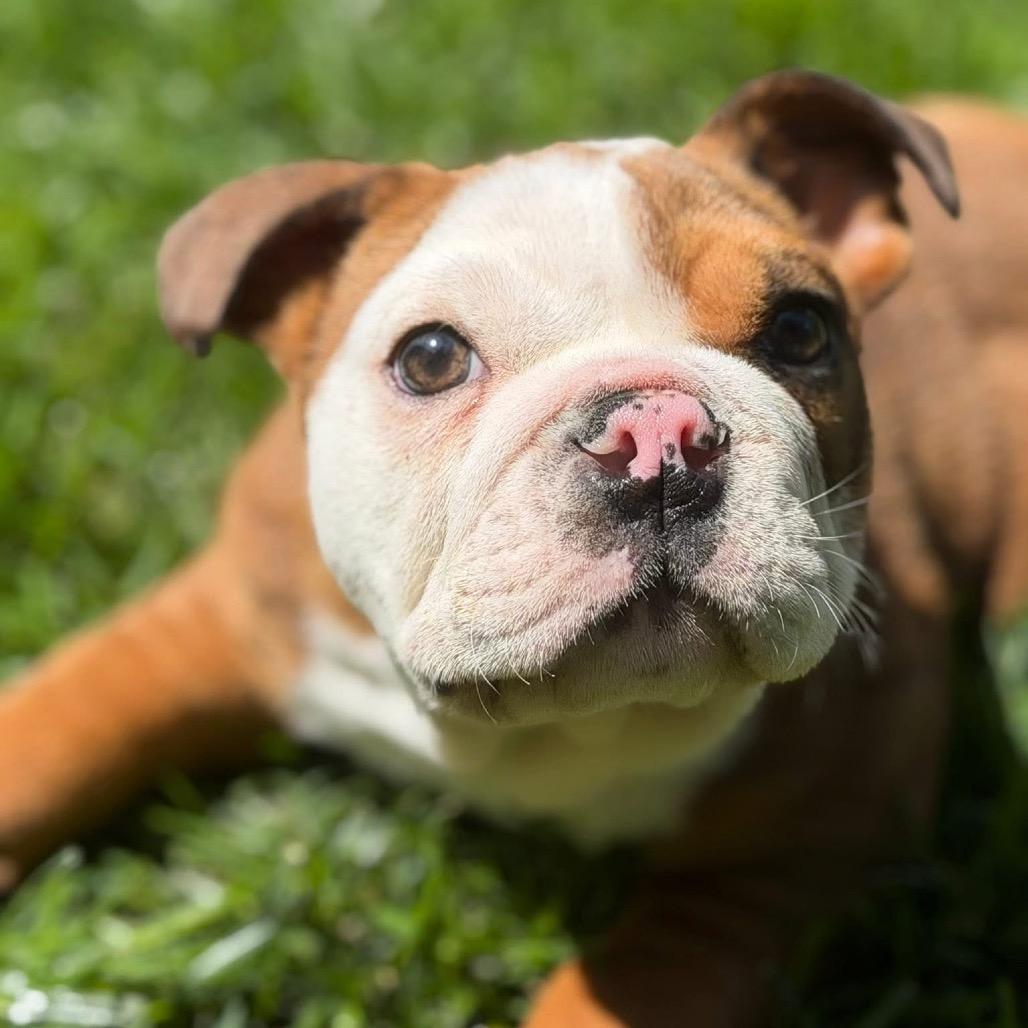 Enlarge Bowser, a Adoptable English Bulldog in Huber Heights, OH image 5/5