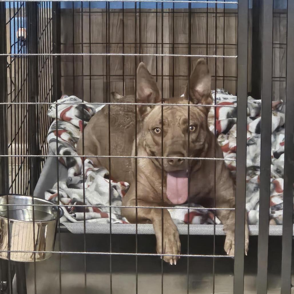 Amber, Adoptable, Adult Female Pit Bull Terrier.