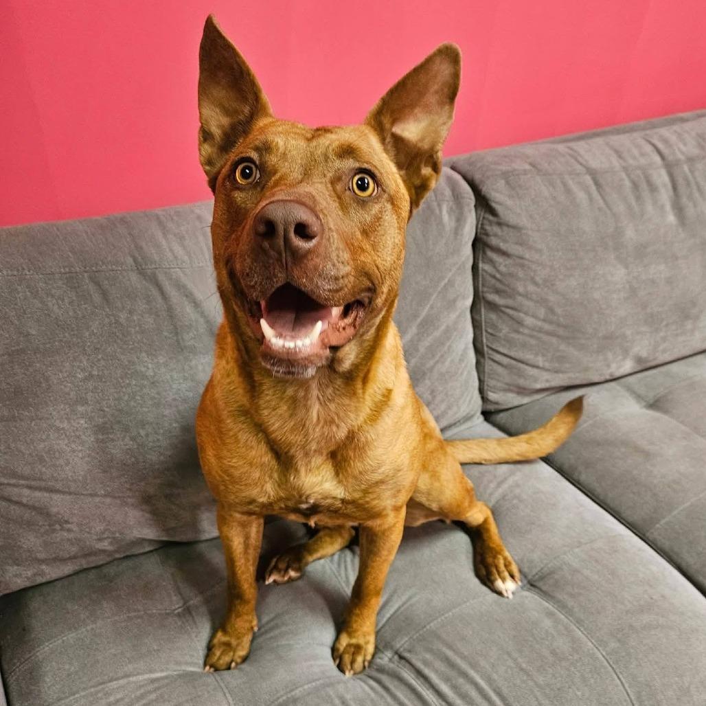 Enlarge Amber, a Adoptable Pit Bull Terrier in Cleveland, TN image 2/5