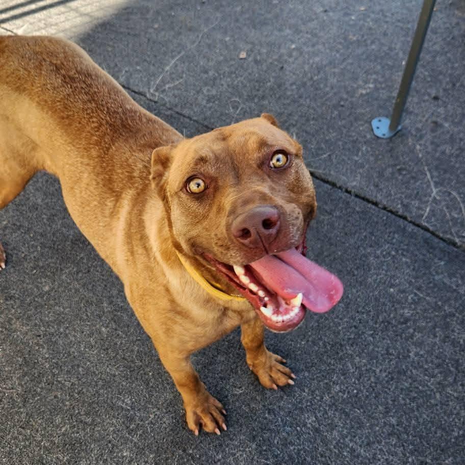 Enlarge Amber, a Adoptable Pit Bull Terrier in Cleveland, TN image 3/5