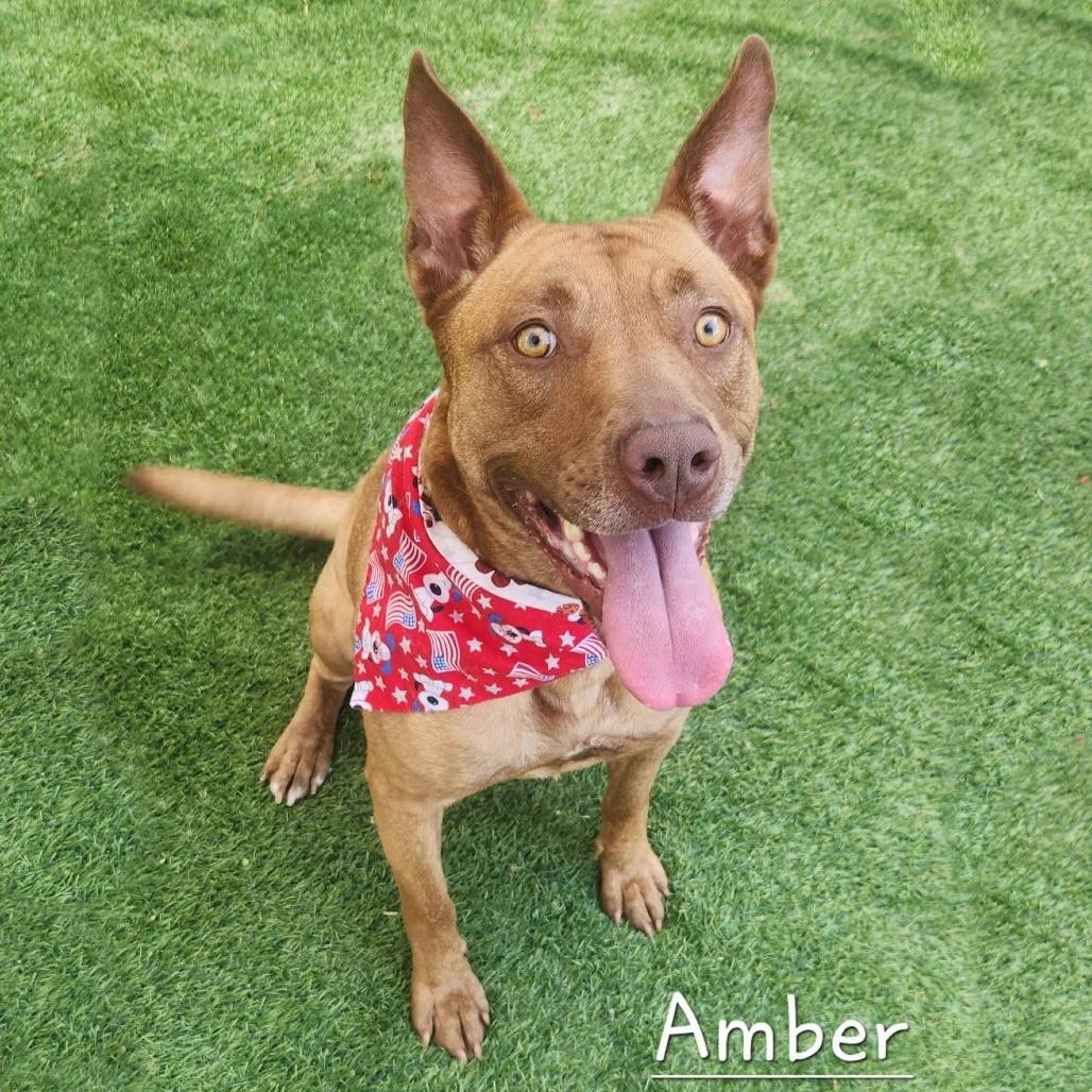 Amber, Adoptable, Adult Female Pit Bull Terrier.