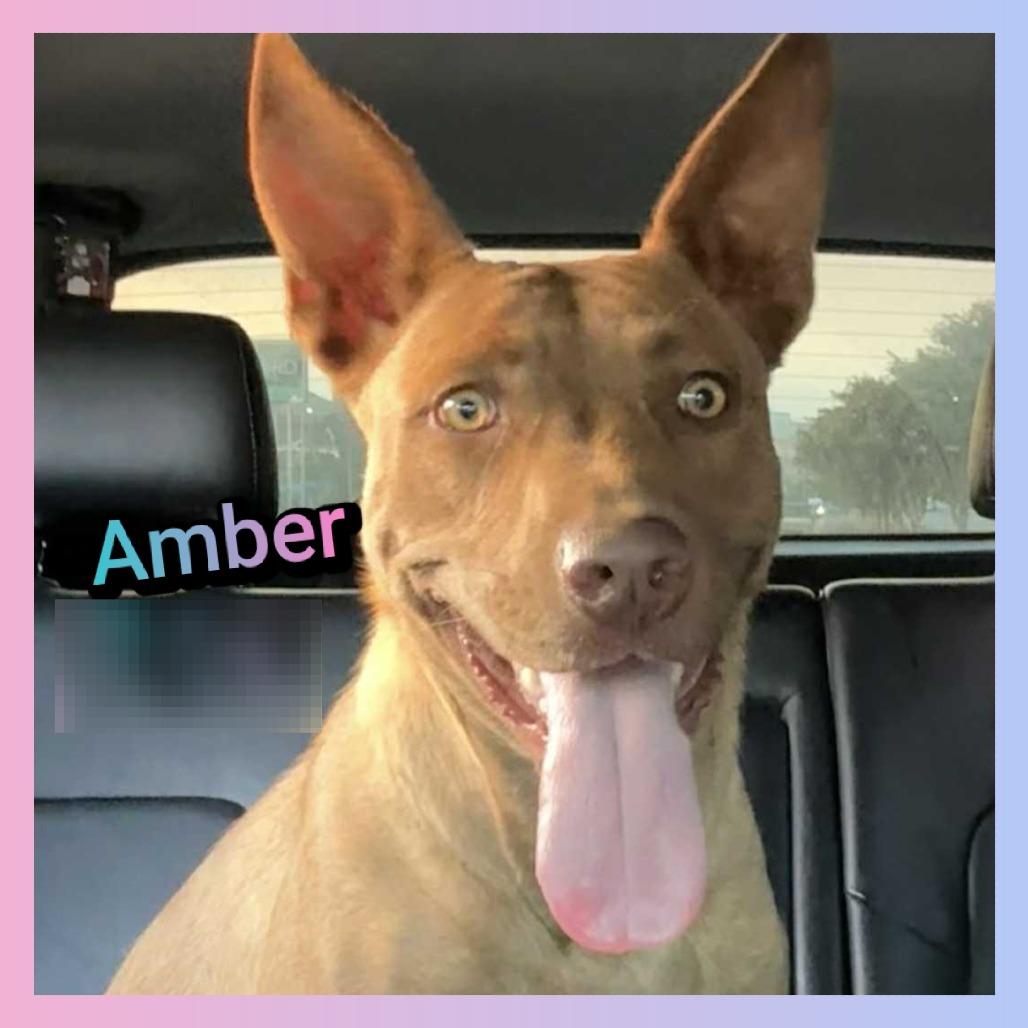Enlarge Amber, a Adoptable Pit Bull Terrier in Cleveland, TN image 4/5
