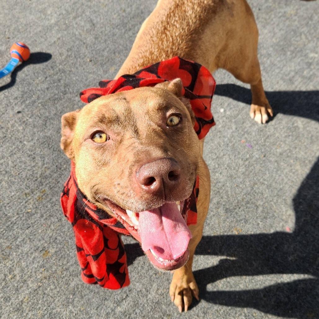 Enlarge Amber, a Adoptable Pit Bull Terrier in Cleveland, TN image 5/5