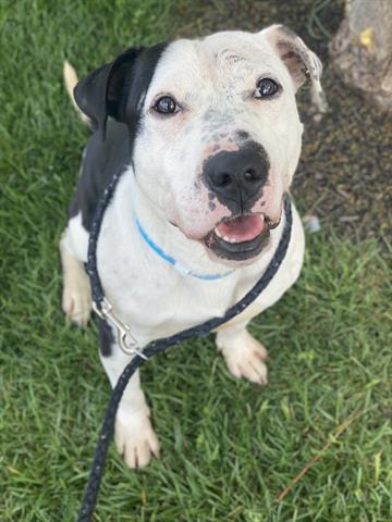 Enlarge HEREFORD, a Adoptable Pit Bull Terrier in Dayton, OH image 1/1