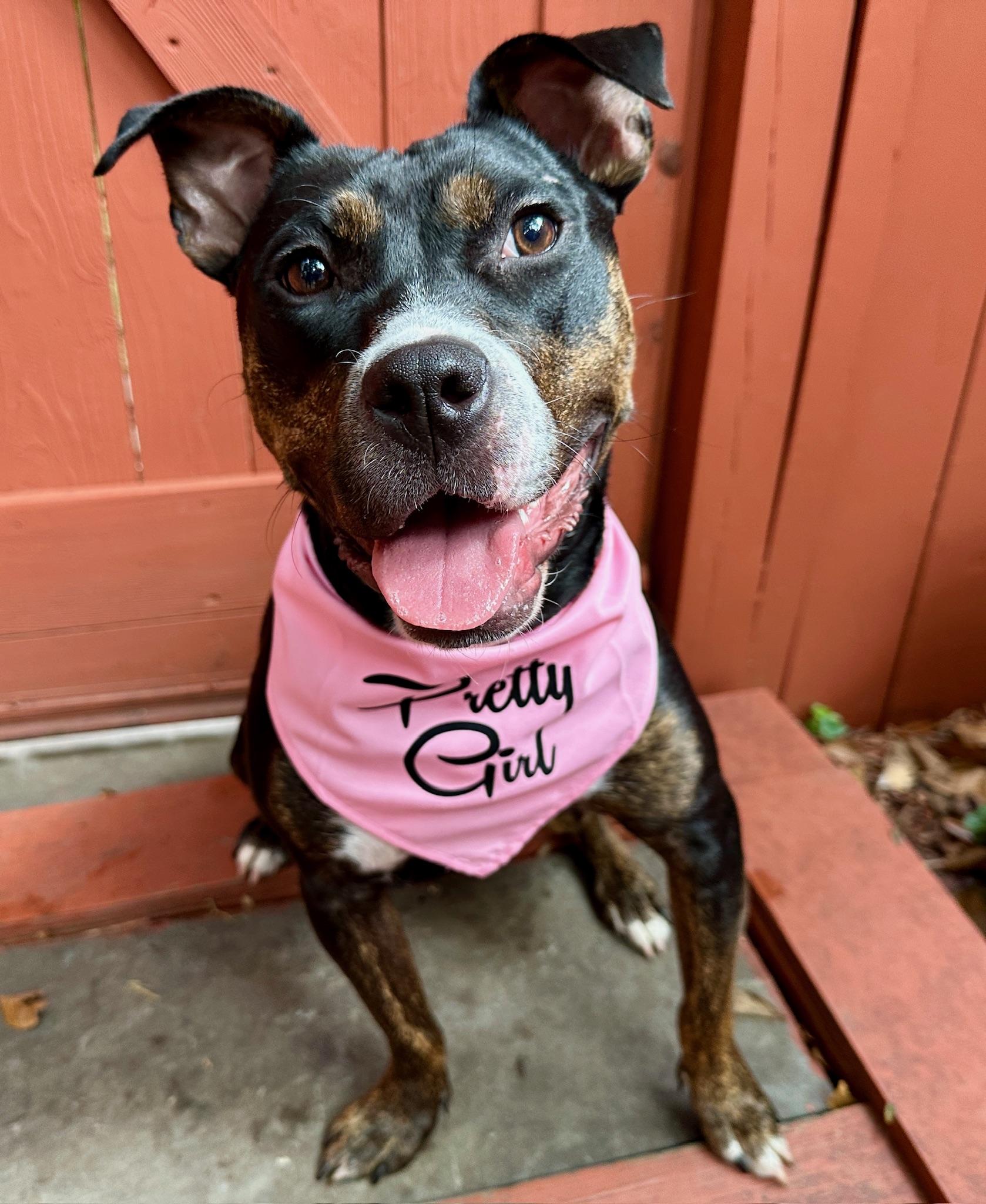 Enlarge Ginny, a ADOPTABLE mixed breed in chevy chase, MD image 6/6