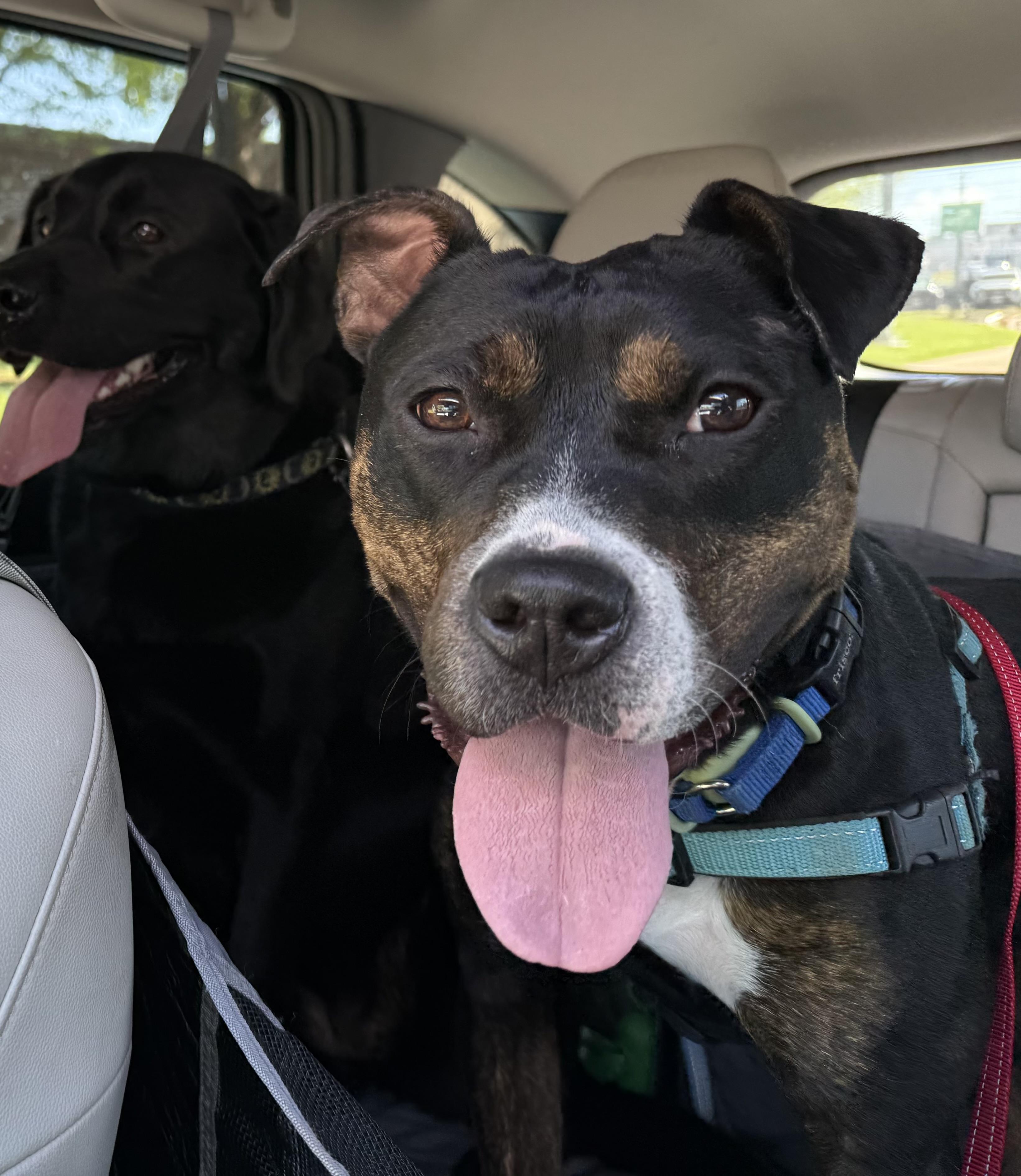 Enlarge Ginny, a ADOPTABLE mixed breed in chevy chase, MD image 1/6
