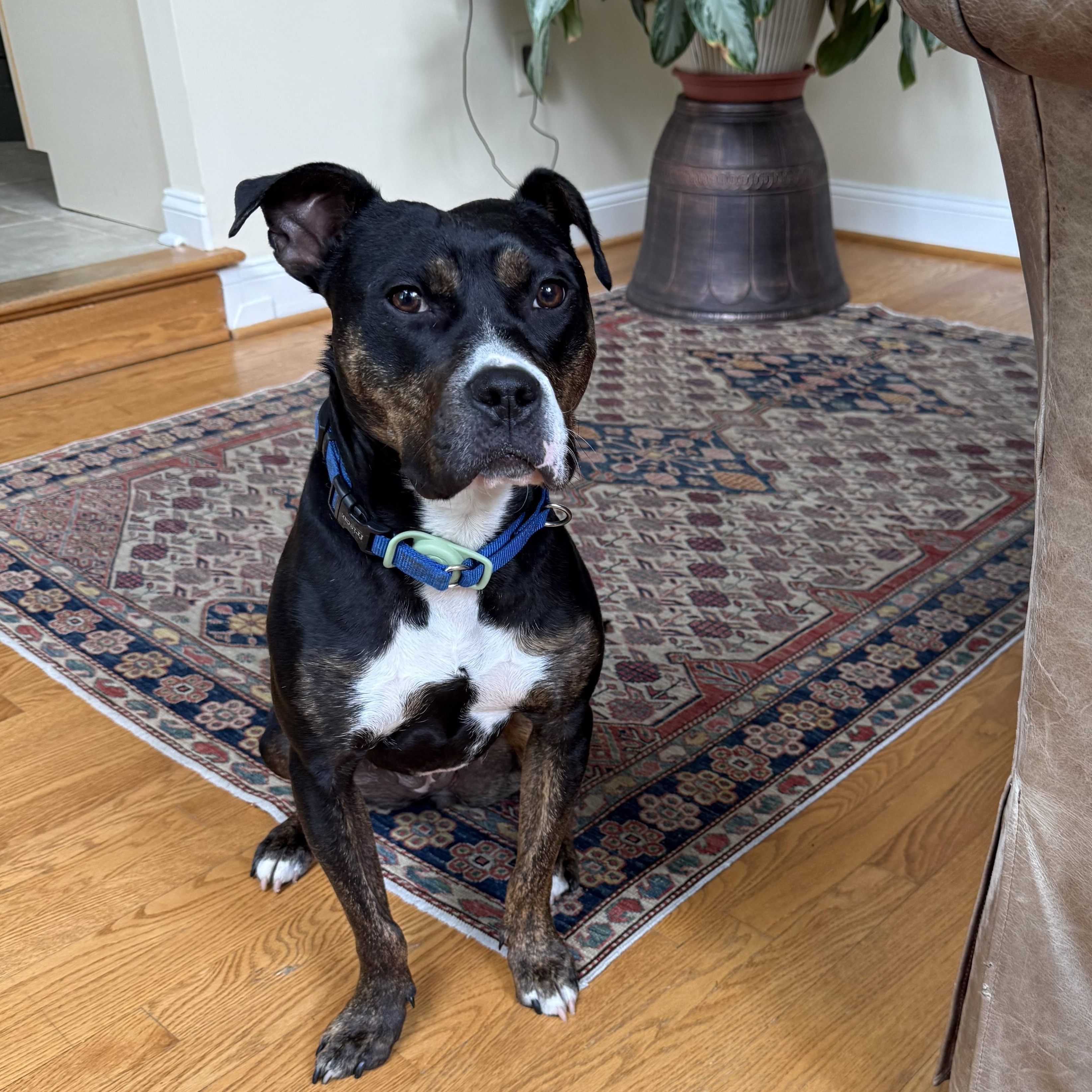 Enlarge Ginny, a ADOPTABLE mixed breed in chevy chase, MD image 3/6