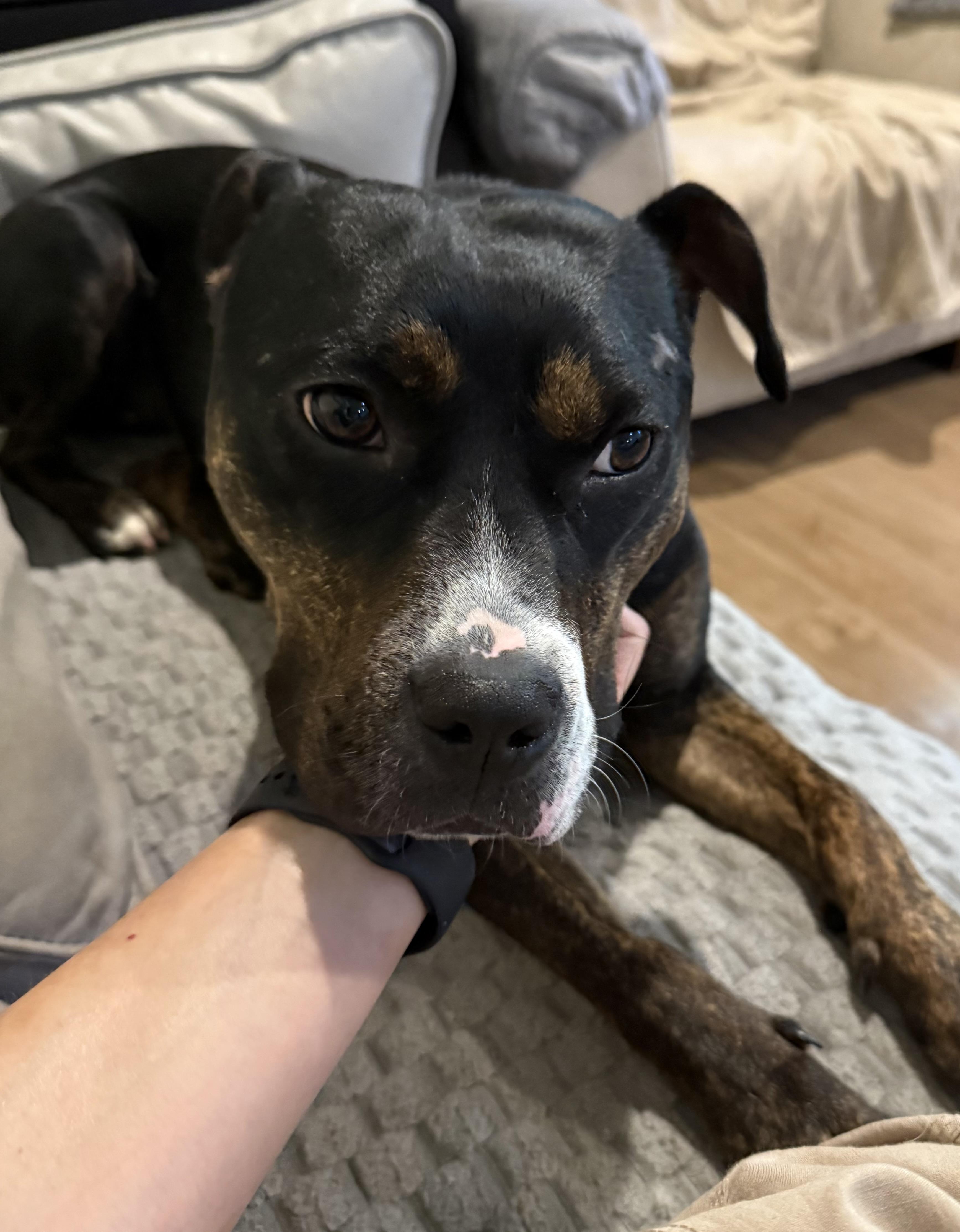 Enlarge Ginny, a ADOPTABLE mixed breed in chevy chase, MD image 4/6