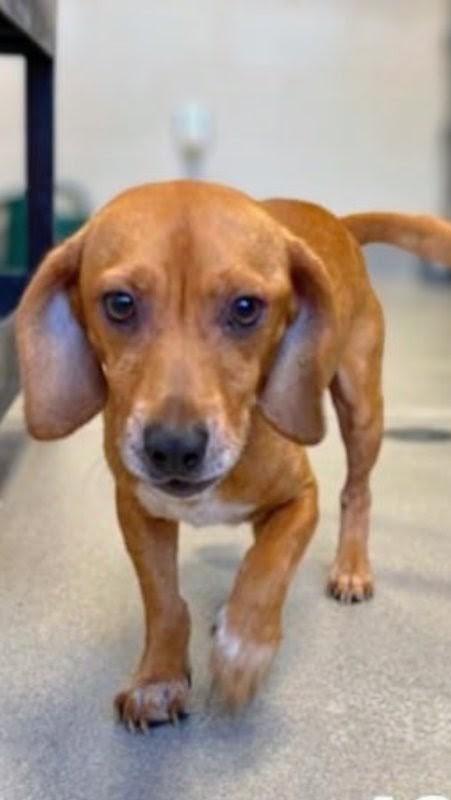 Enlarge Archie, a ADOPTABLE mixed breed in Tampa, FL image 2/5