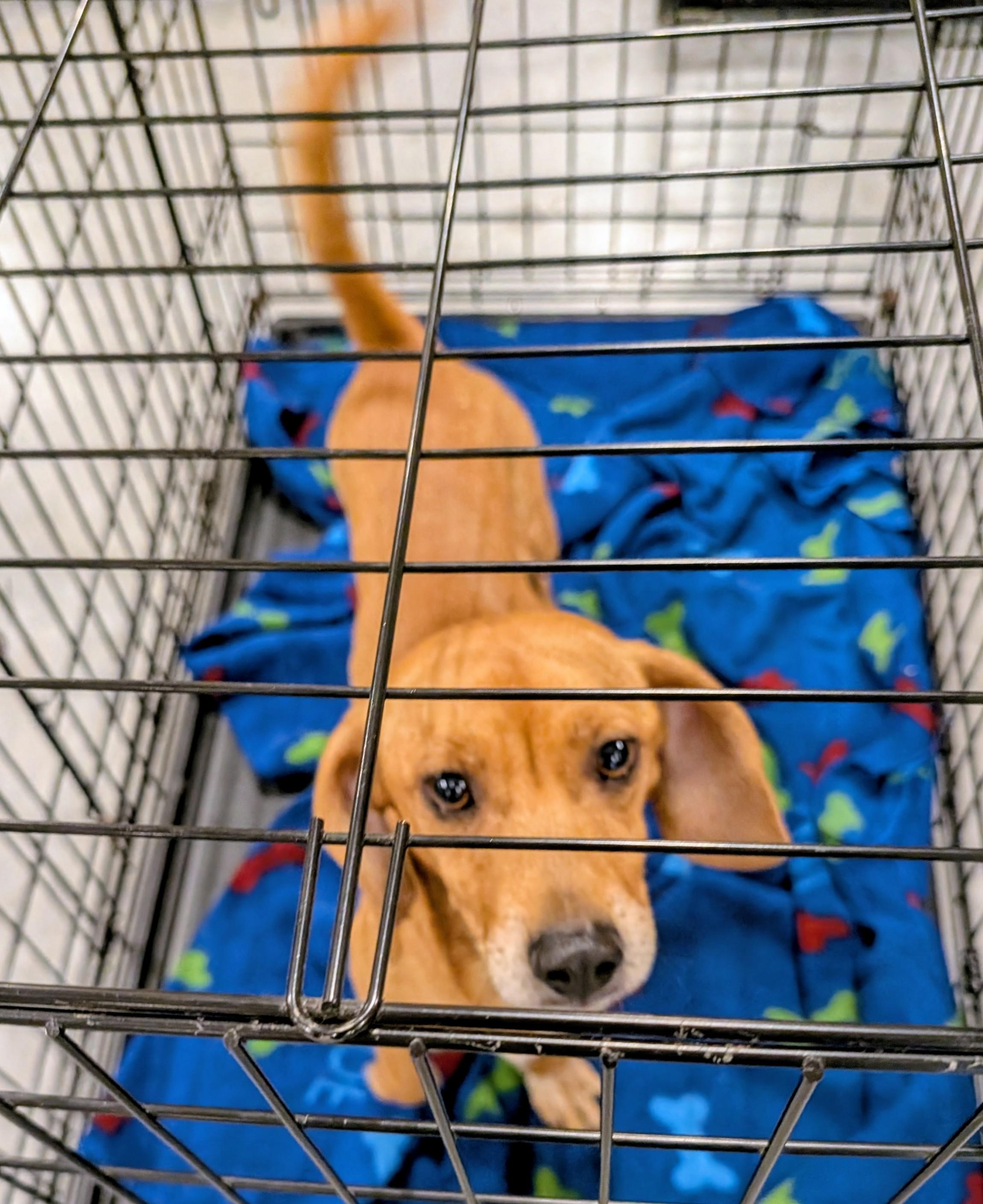 Enlarge Archie, a ADOPTABLE mixed breed in Tampa, FL image 3/5