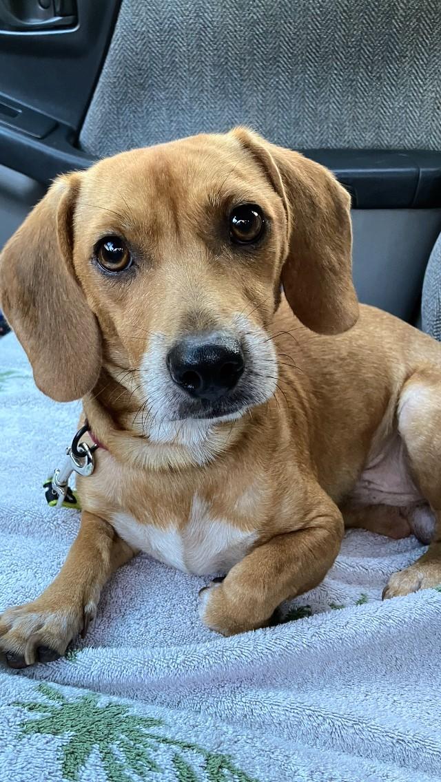 Archie, ADOPTABLE, Young Male Dachshund & Beagle.