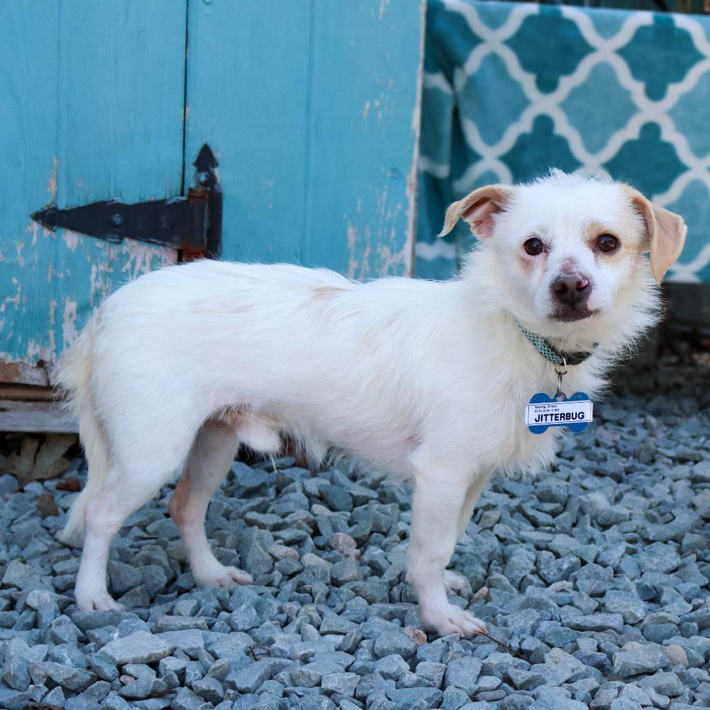 Jitterbug, Adoptable, Adult Male Terrier.