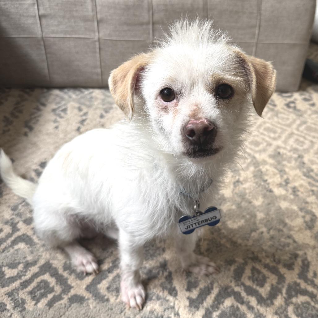 Jitterbug, Adoptable, Adult Male Terrier.