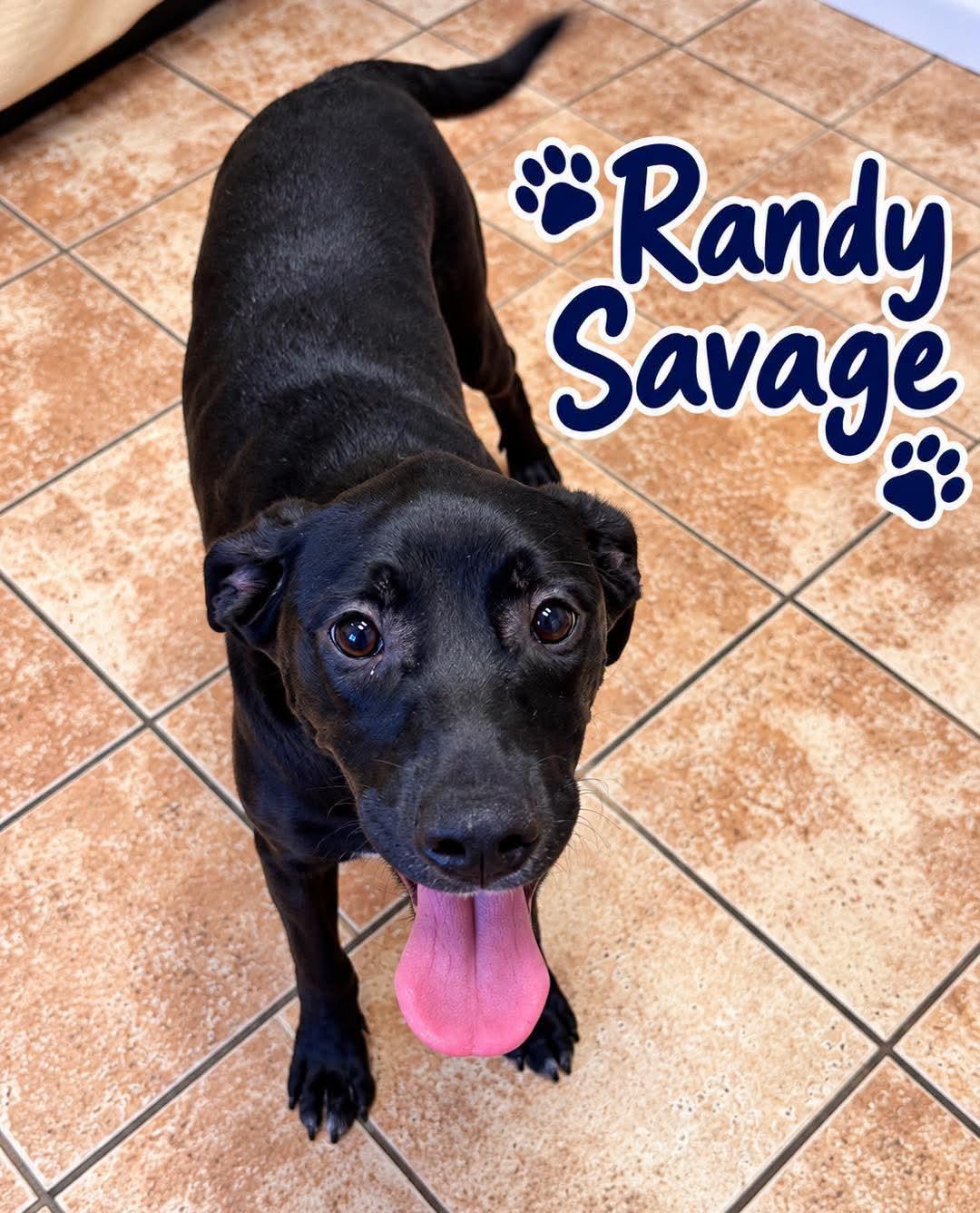Enlarge Randy Savage, a Adoptable mixed breed in Rock Hill, NY image 1/1