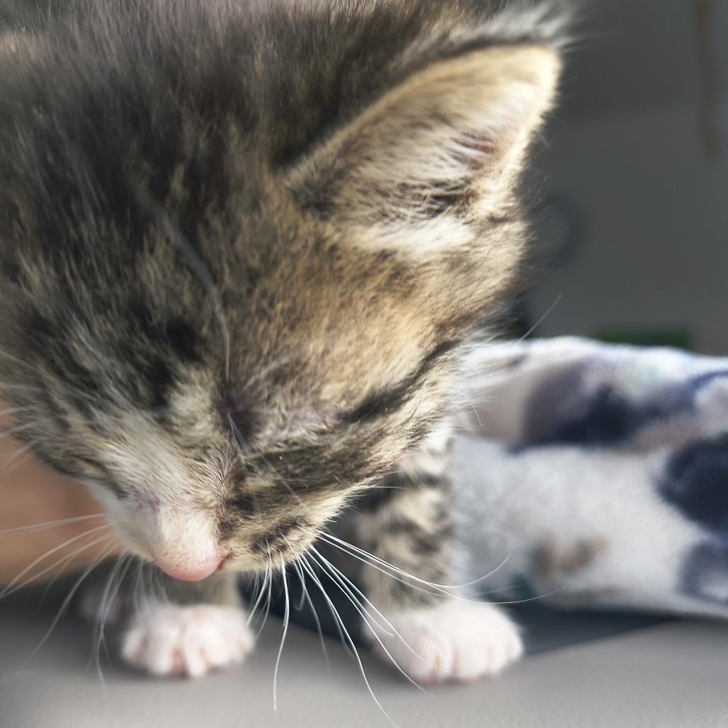 Enlarge Pippin, a Adoptable Domestic Short Hair in Othello, WA image 1/1
