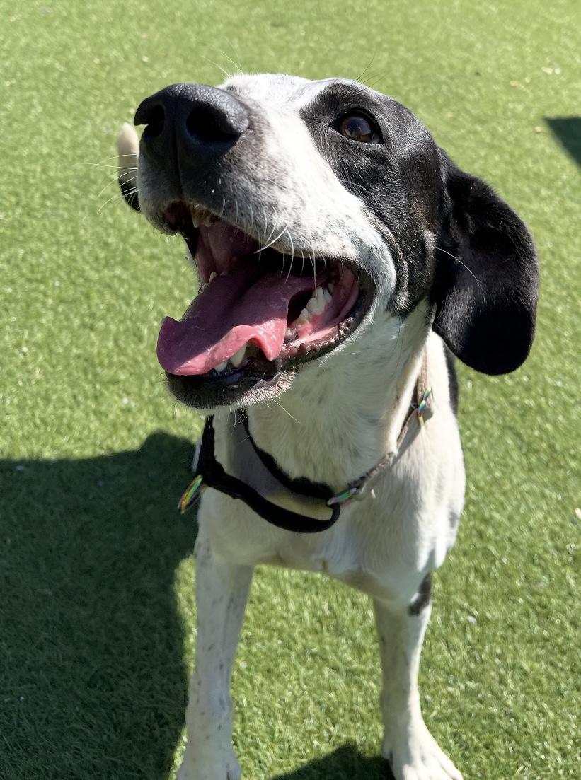 Enlarge Velma, a Adoptable mixed breed in Ajax, ON image 1/1