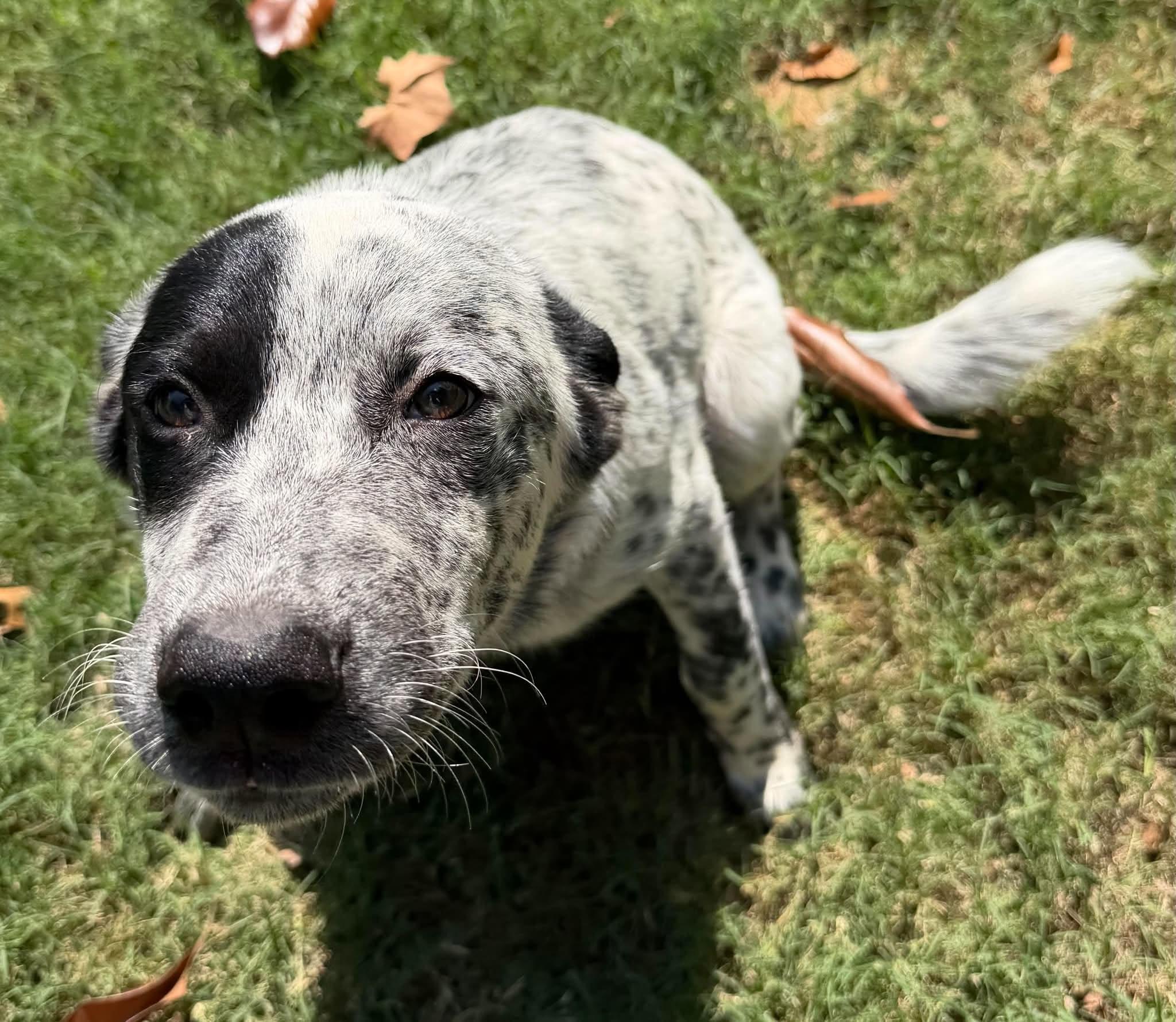 Enlarge Patches, a Adoptable mixed breed in Akron, OH image 4/6