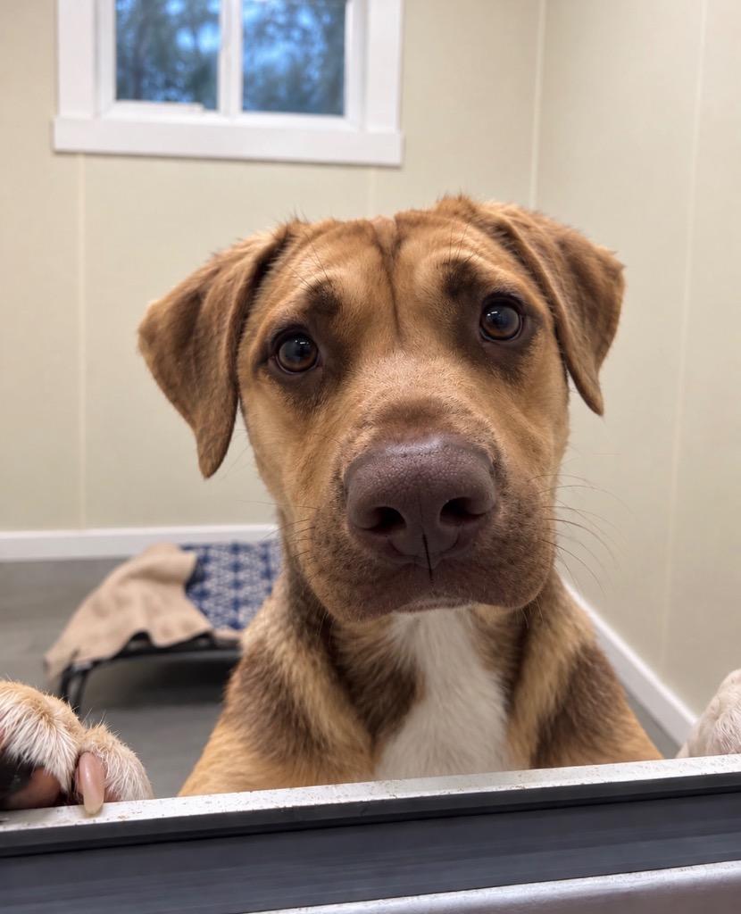 Enlarge Sandy, a Adoptable mixed breed in Centralia, IL image 1/1
