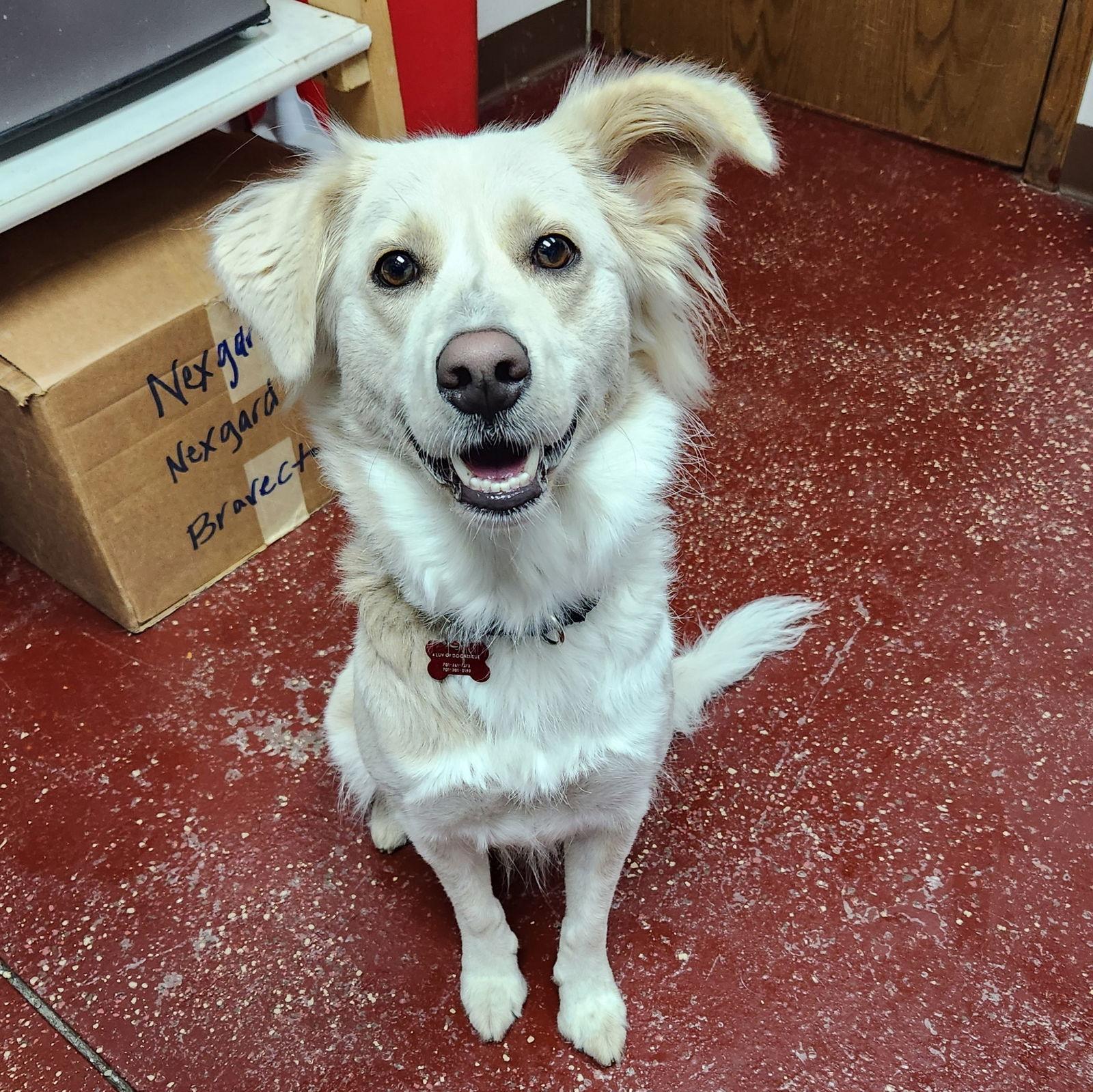Rosemarie, a Adoptable Border Collie in Fargo, ND image 2/3