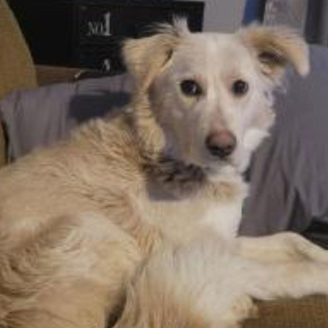 Rosemarie, a Adoptable Border Collie in Fargo, ND image 3/3