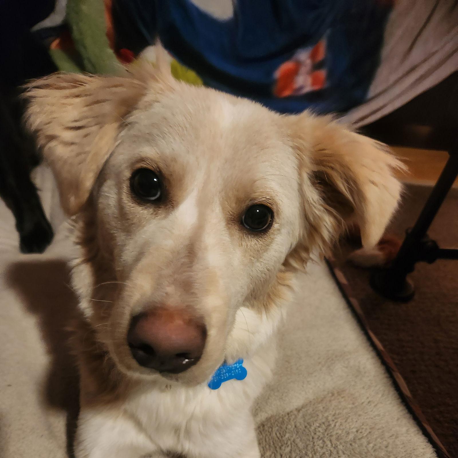 Rosemarie, Adoptable, Adult Female Border Collie.