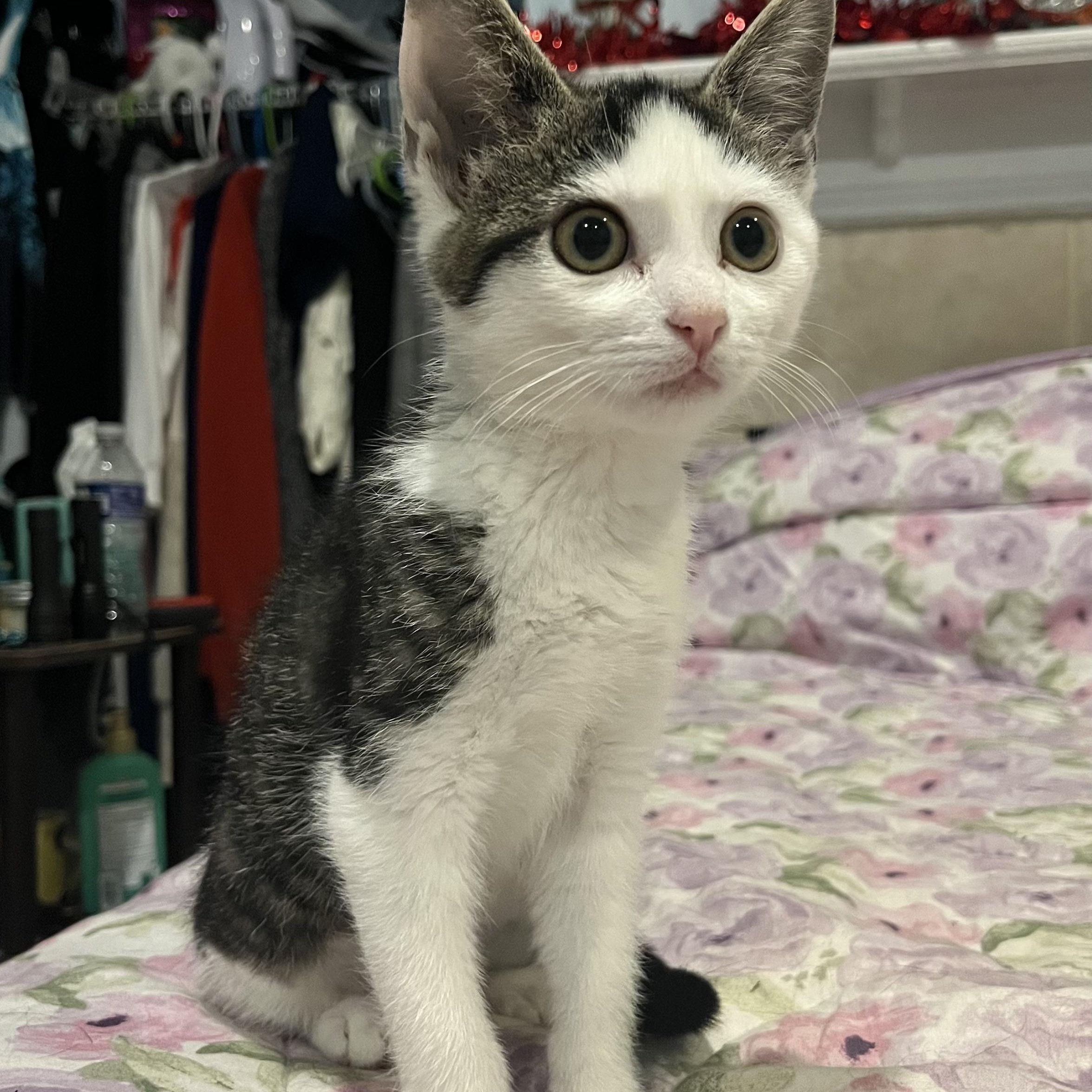 Halo-bonded with Ceasar, a Adoptable mixed breed in Germansville, PA image 5/6