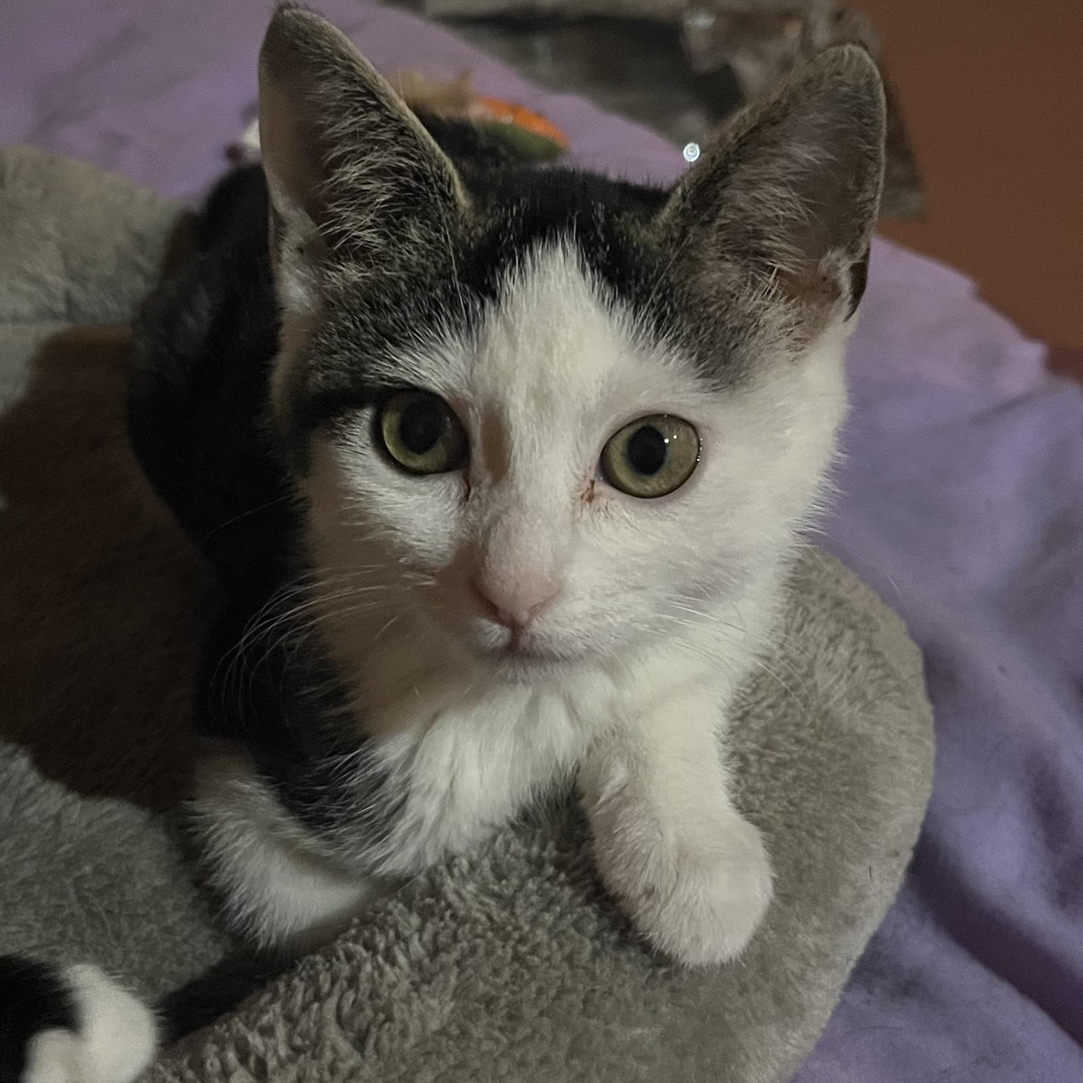 Halo-bonded with Ceasar, a Adoptable mixed breed in Germansville, PA image 4/6