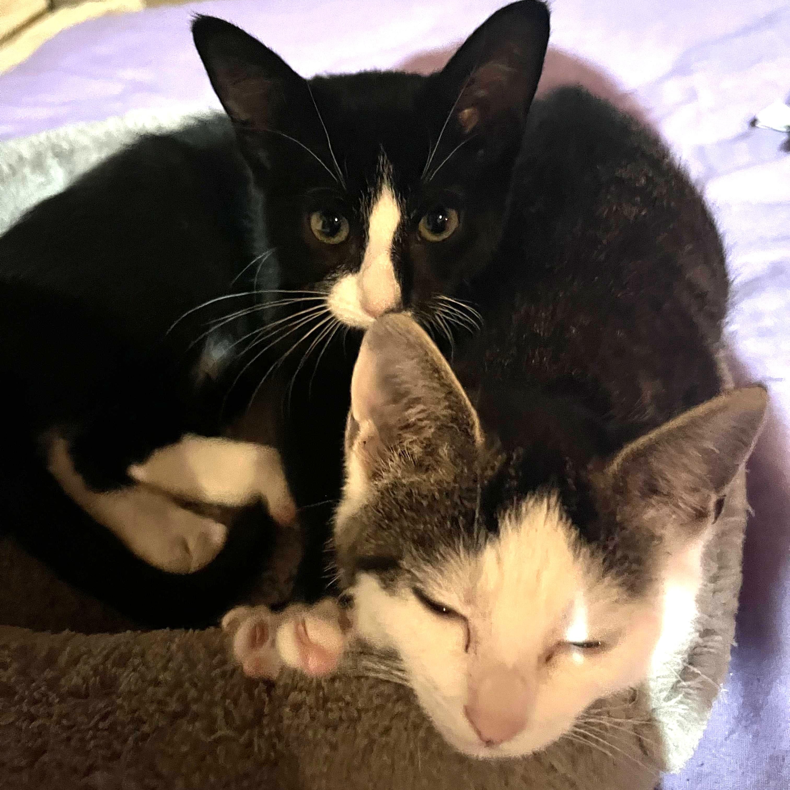 Halo-bonded with Ceasar, a Adoptable mixed breed in Germansville, PA image 3/6