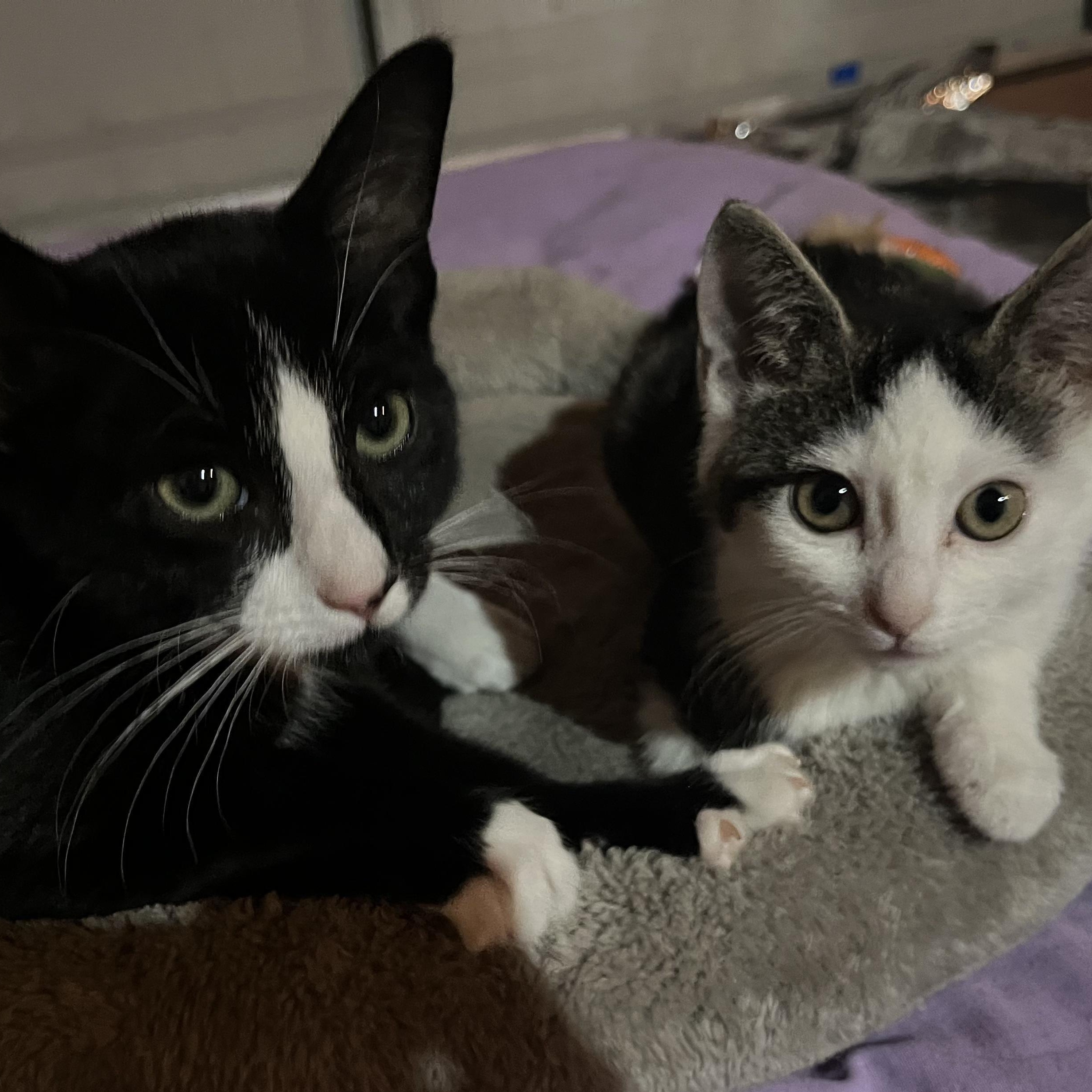 Halo-bonded with Ceasar, a Adoptable mixed breed in Germansville, PA image 6/6