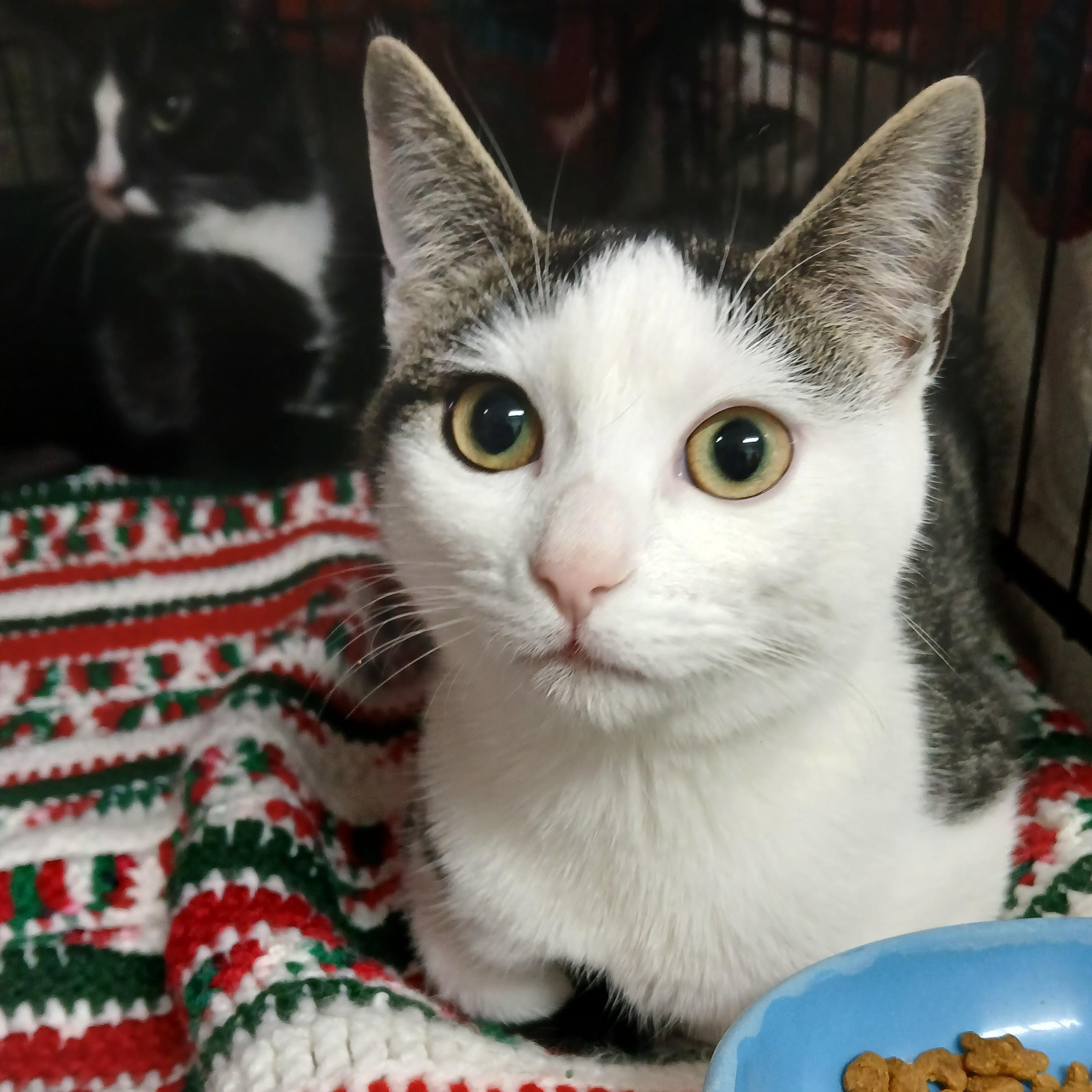 Halo-bonded with Ceasar, Adoptable, Young Female Domestic Short Hair & Tabby.