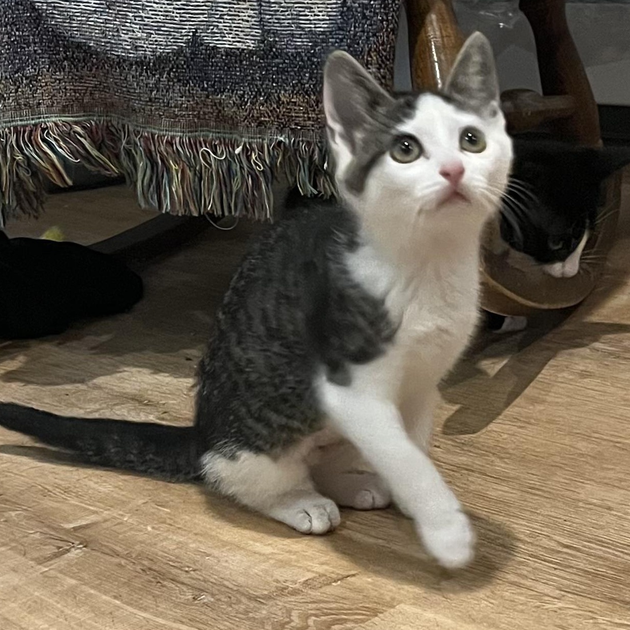 Halo-bonded with Ceasar, a Adoptable mixed breed in Germansville, PA image 2/6