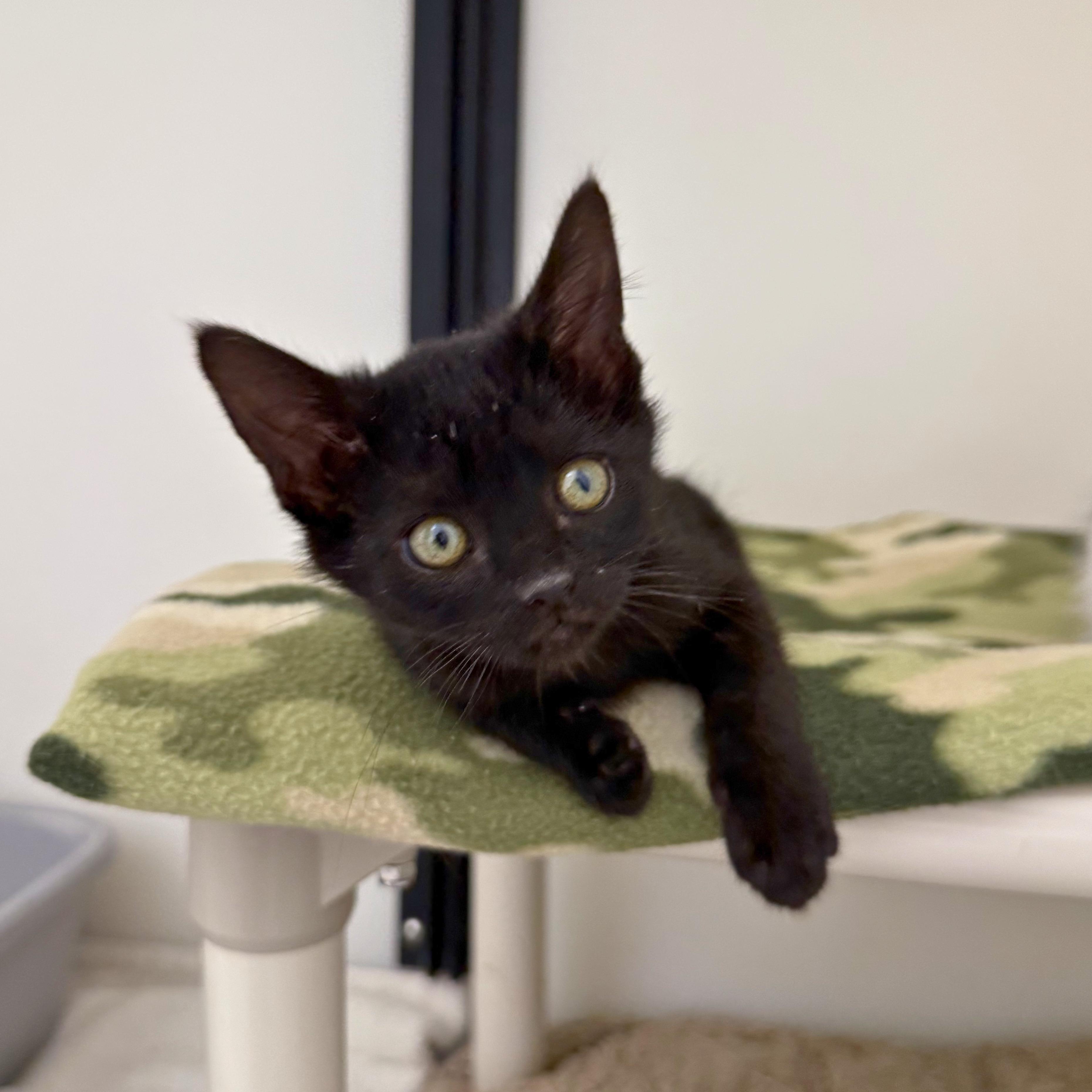 Sam, an adopted Domestic Short Hair in Ridgway, CO image 1/5