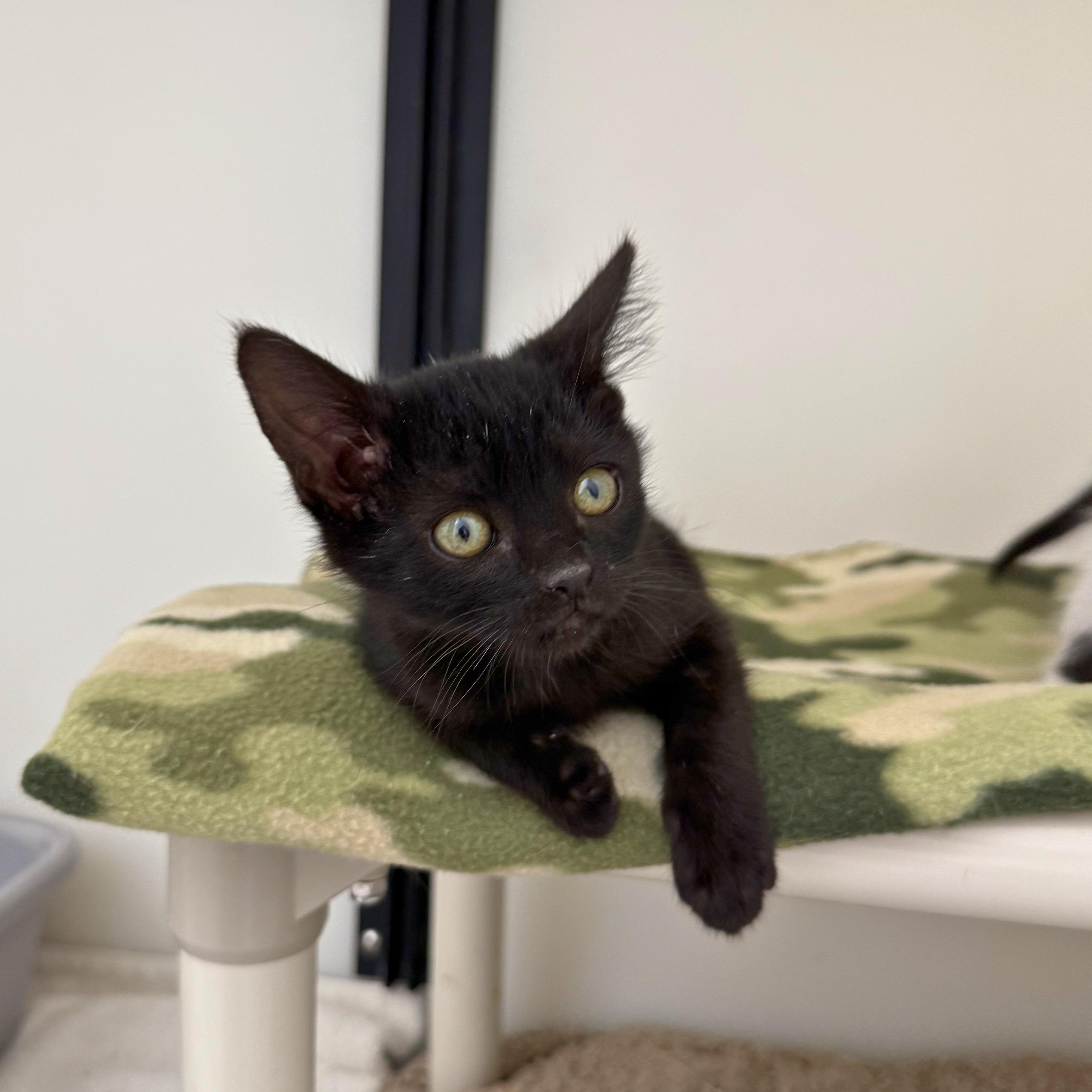 Sam, an adopted Domestic Short Hair in Ridgway, CO image 2/5