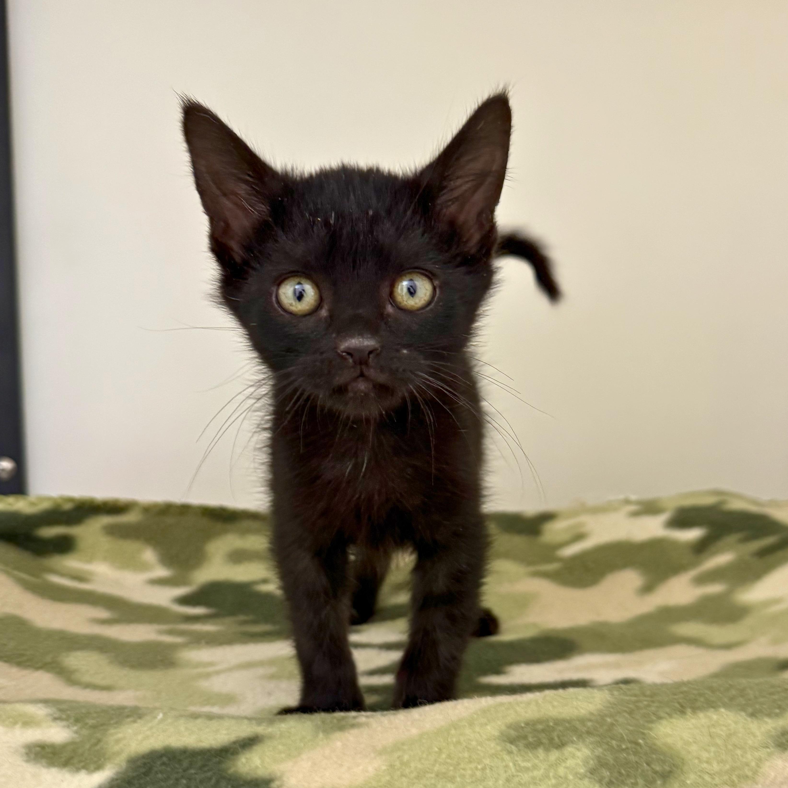 Sam, an adopted Domestic Short Hair in Ridgway, CO image 3/5