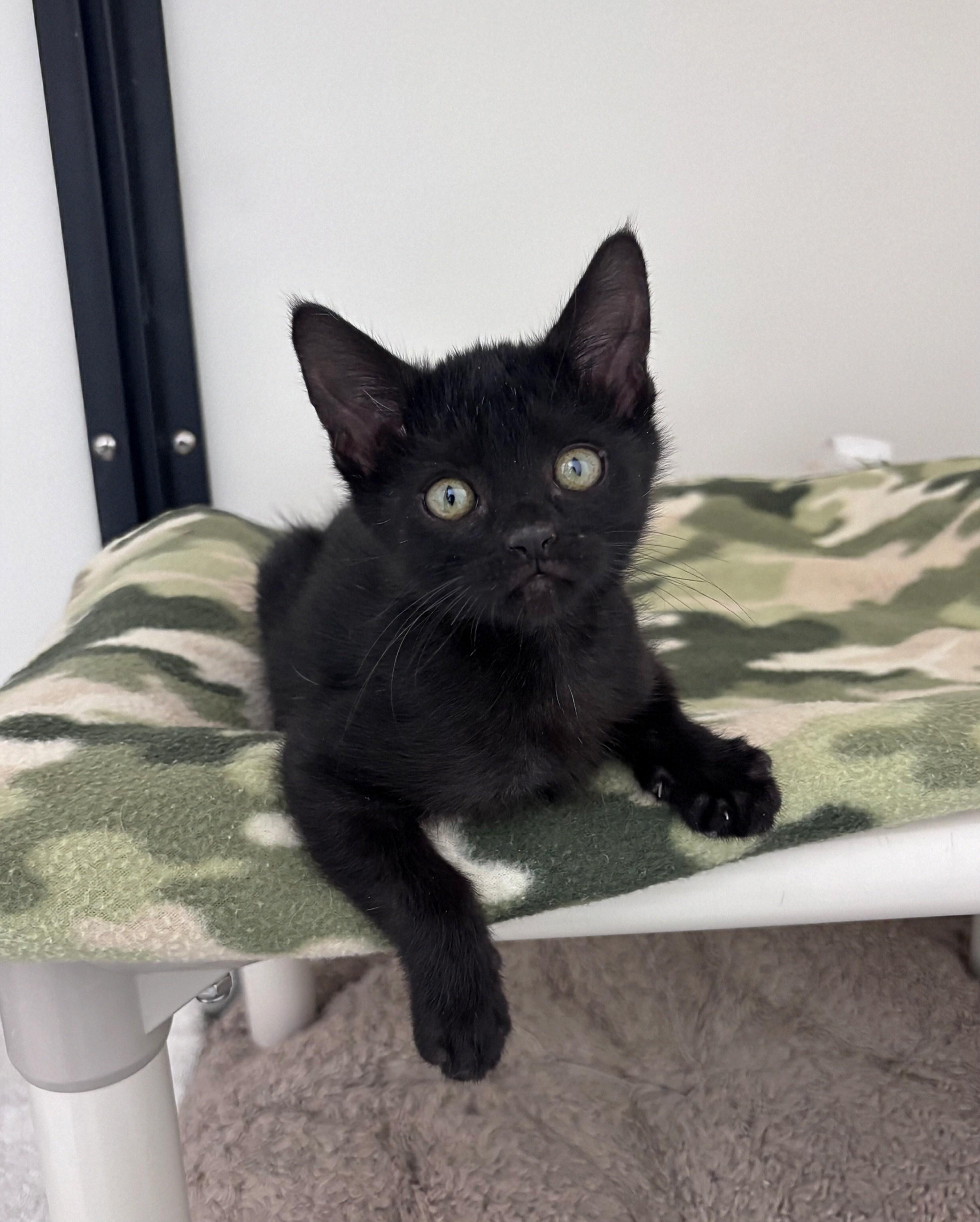 Sam, an adopted Domestic Short Hair in Ridgway, CO image 4/5