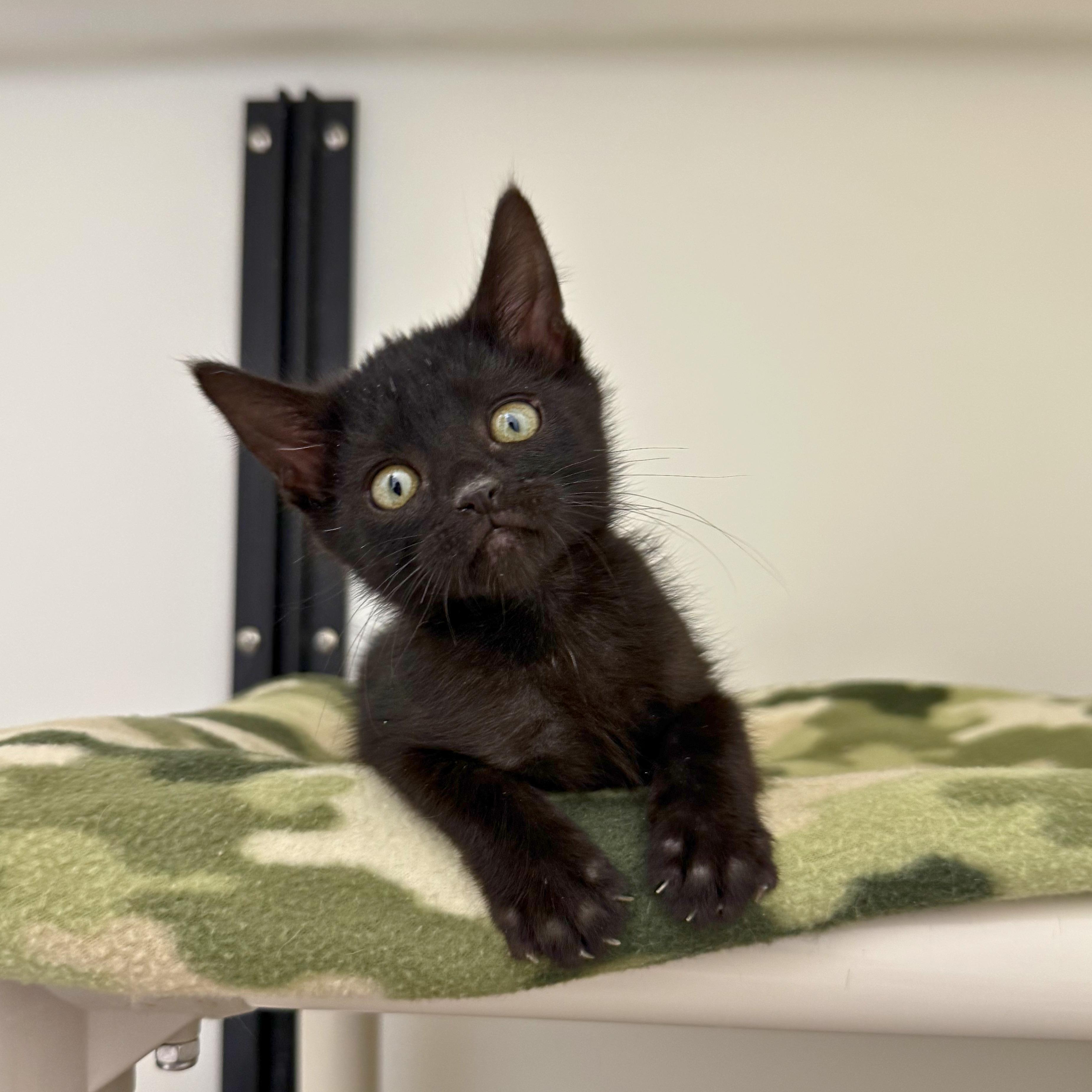 Sam, an adopted Domestic Short Hair in Ridgway, CO image 5/5