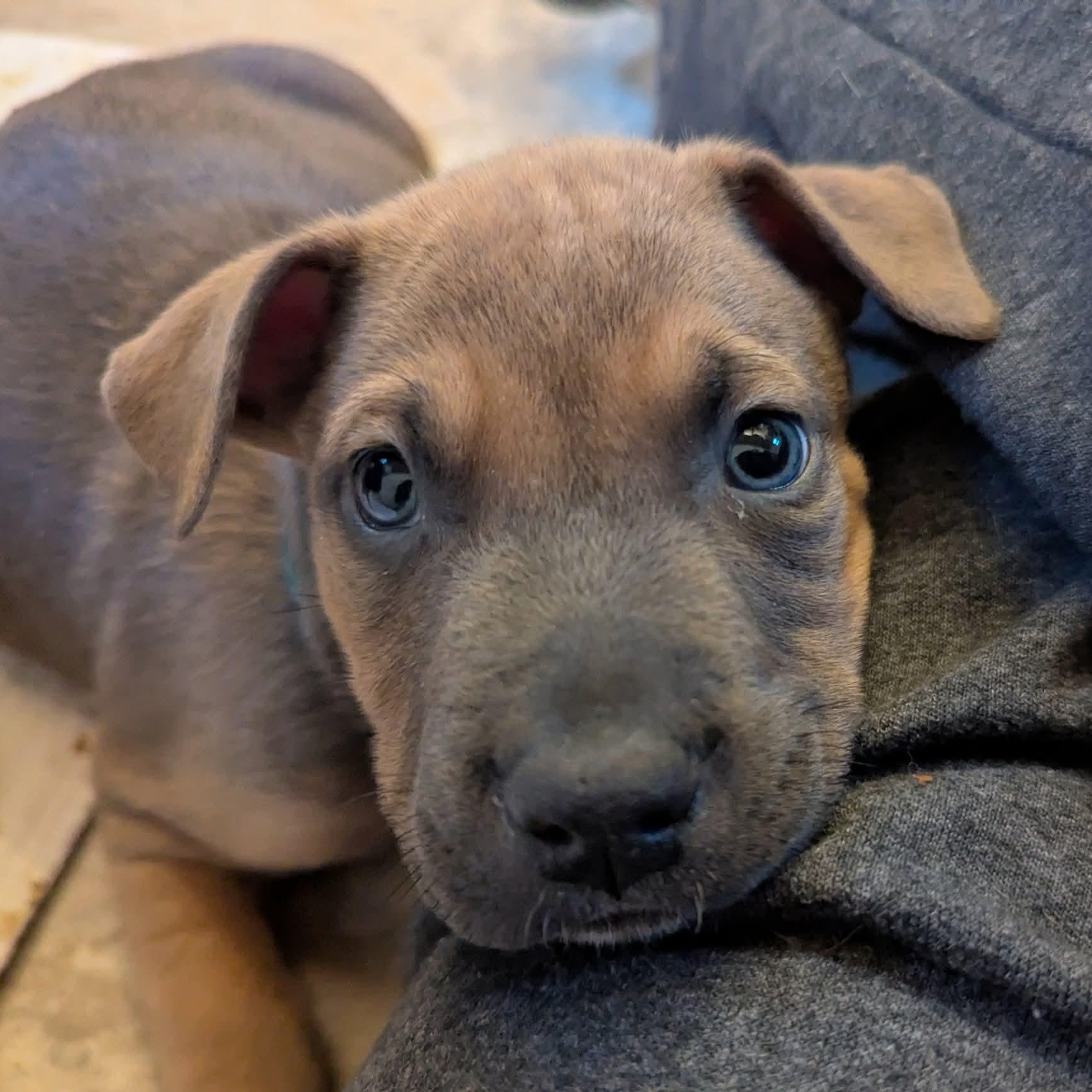 Enlarge Bear, an adopted mixed breed in Milledgeville, GA image 4/6
