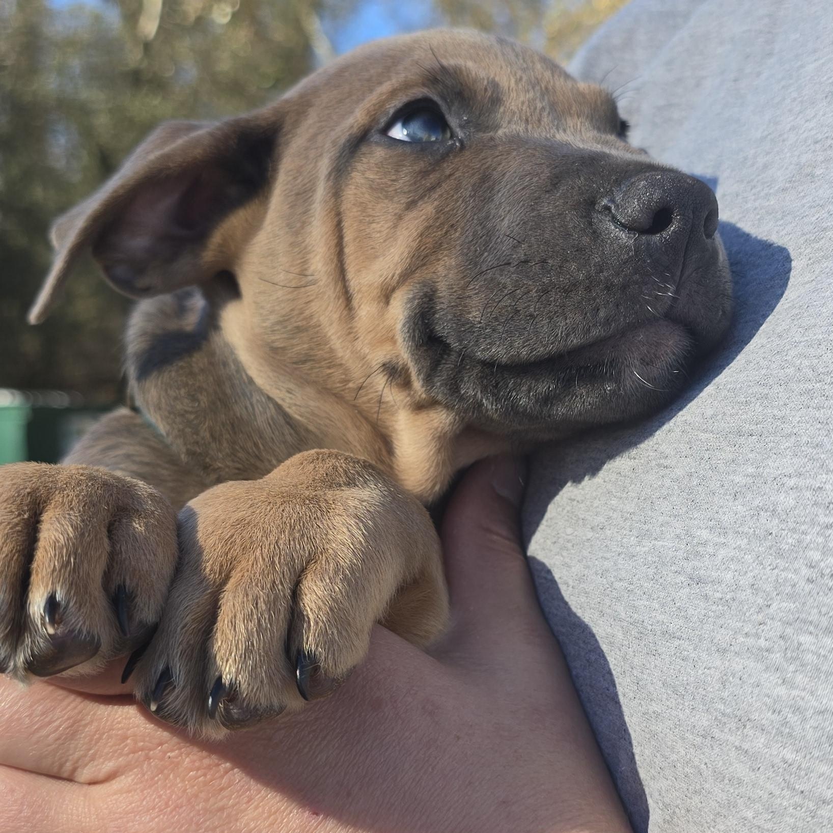 Enlarge Bear, an adopted mixed breed in Milledgeville, GA image 2/6