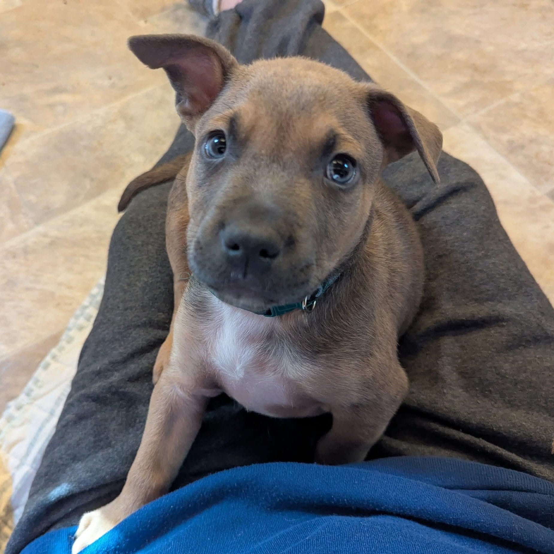 Enlarge Bear, an adopted mixed breed in Milledgeville, GA image 5/6