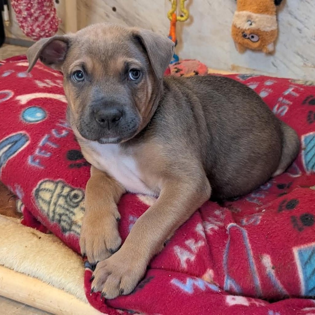 Enlarge Bear, an adopted mixed breed in Milledgeville, GA image 3/6