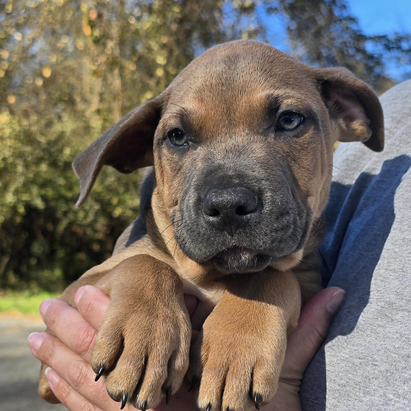 Bear, adopted, Puppy Male Cane Corso.