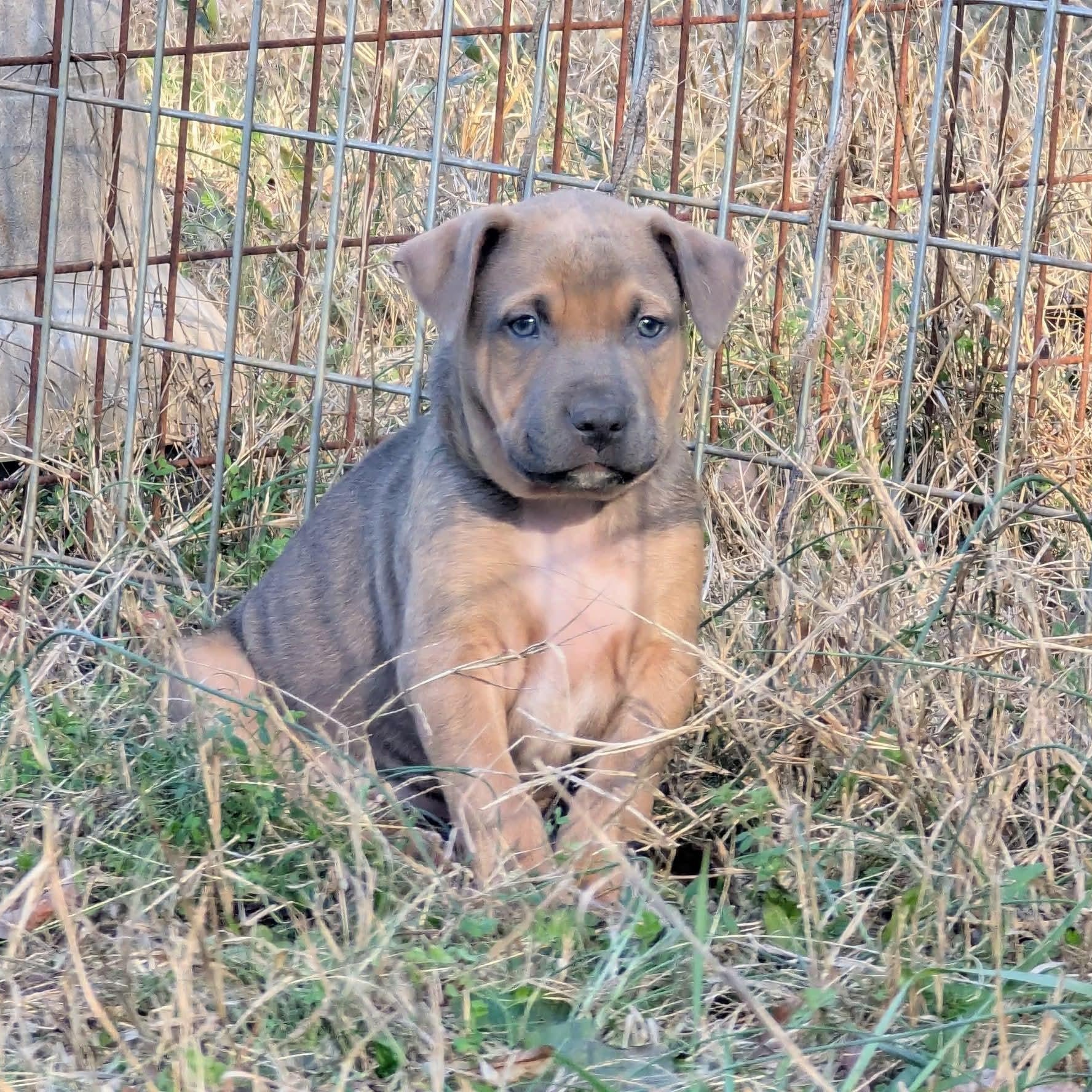 Enlarge Bear, an adopted mixed breed in Milledgeville, GA image 6/6